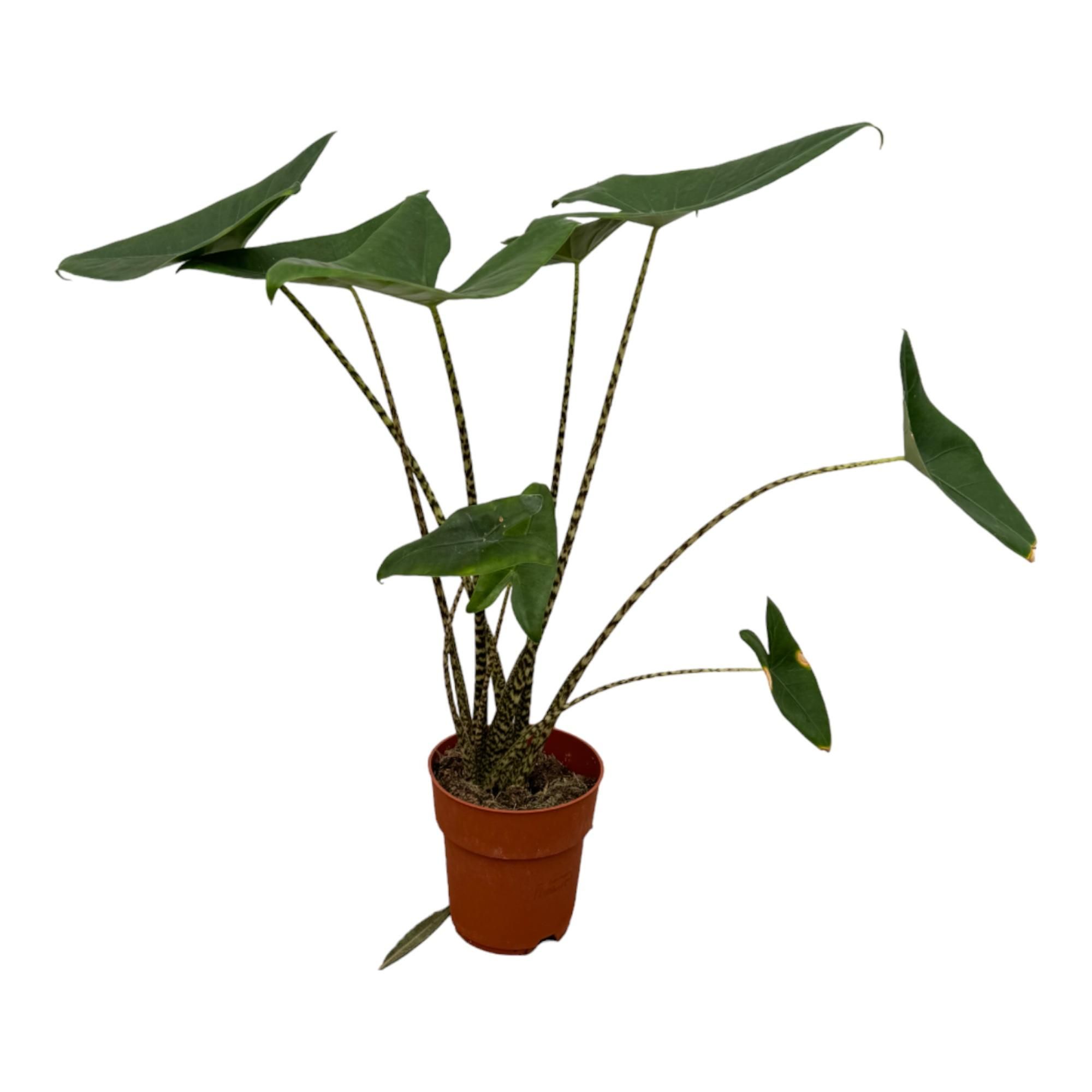 Alocasia Zebrina Zimmerpflanze mit exotischen Zebra-Stielen