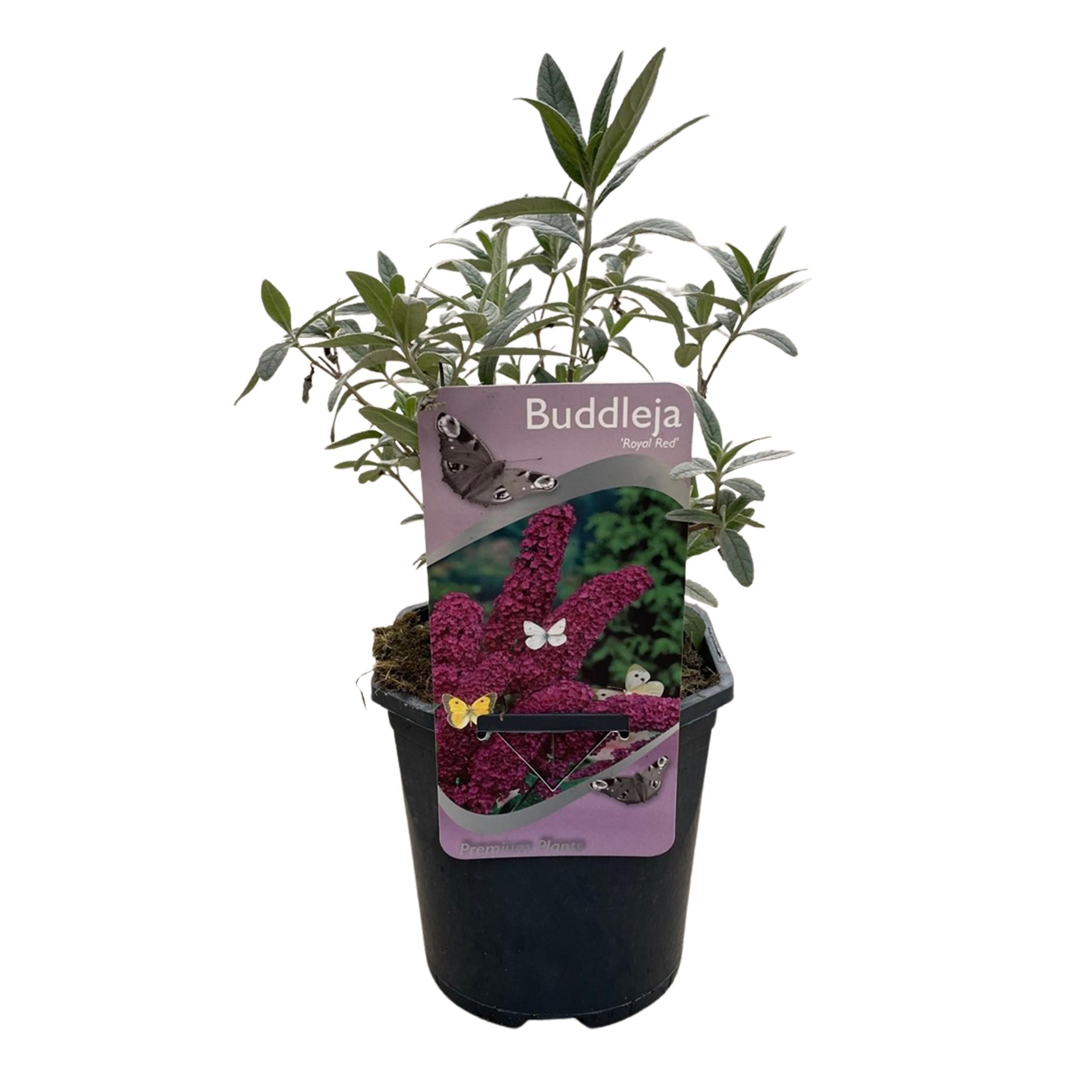 Schmetterlingsstrauch Buddleja davidii | Rote Blüten | Schmetterlingsanziehend | 1 Pflanze