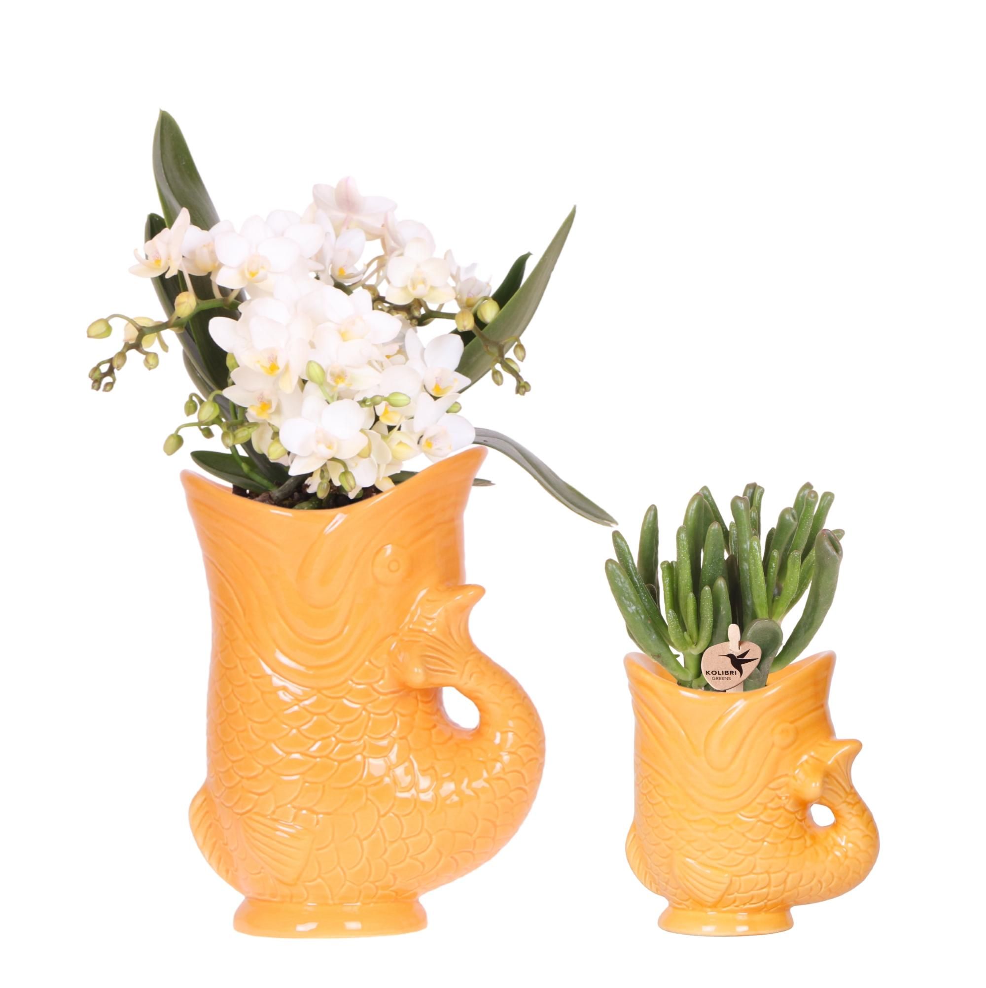 Orchidee & Sukkulente Set im Fischtopf Orange – Ø9cm & Ø6cm – Blühende Pflanzen