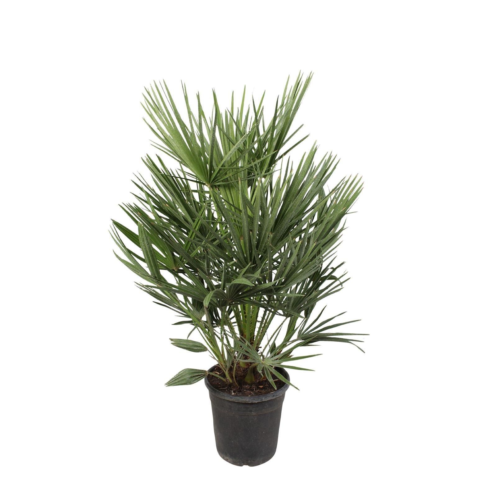 Chamaerops humilis Zimmerpalme