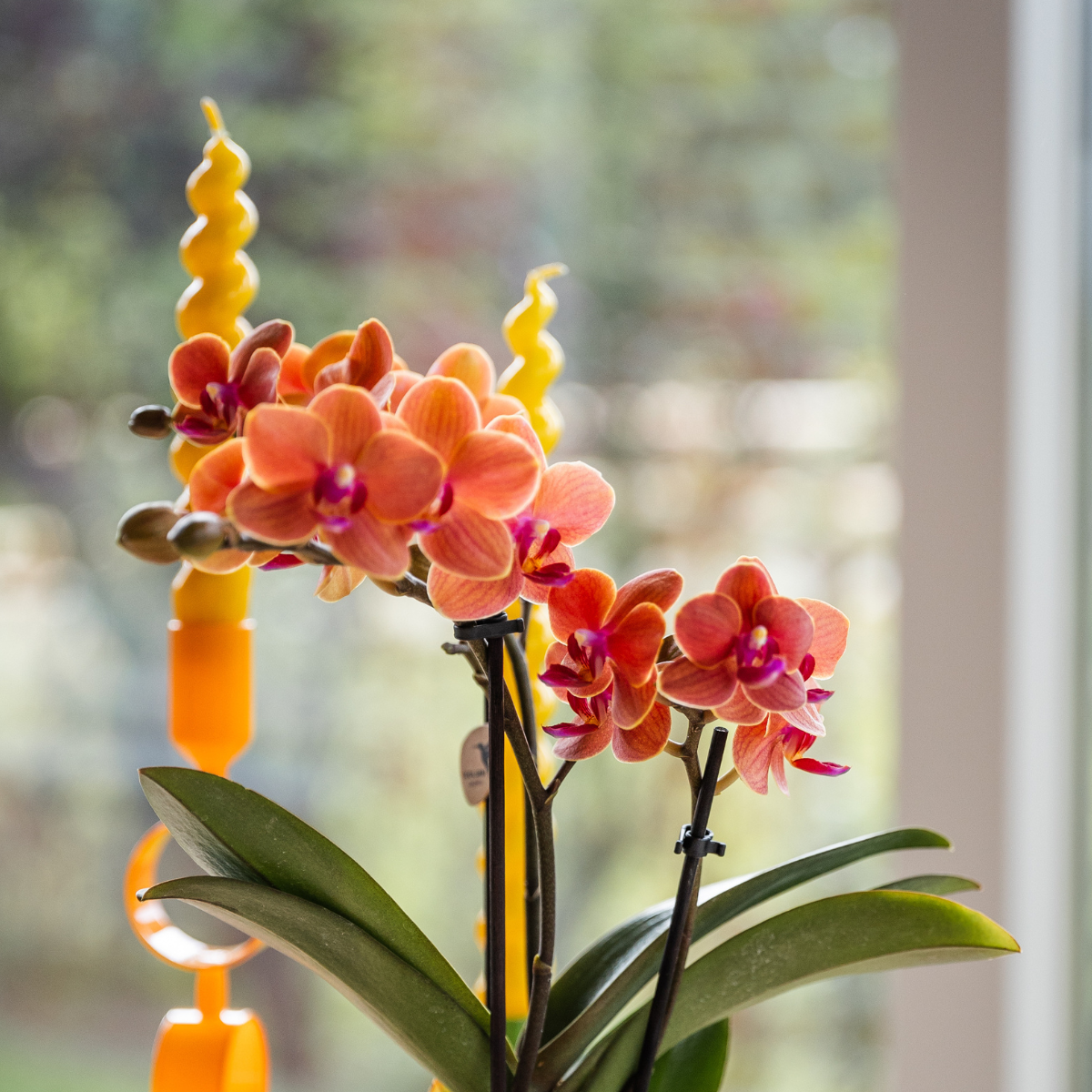 Orange Orchidee Bolzano – Blühende Zimmerpflanze – Topf Ø9cm
