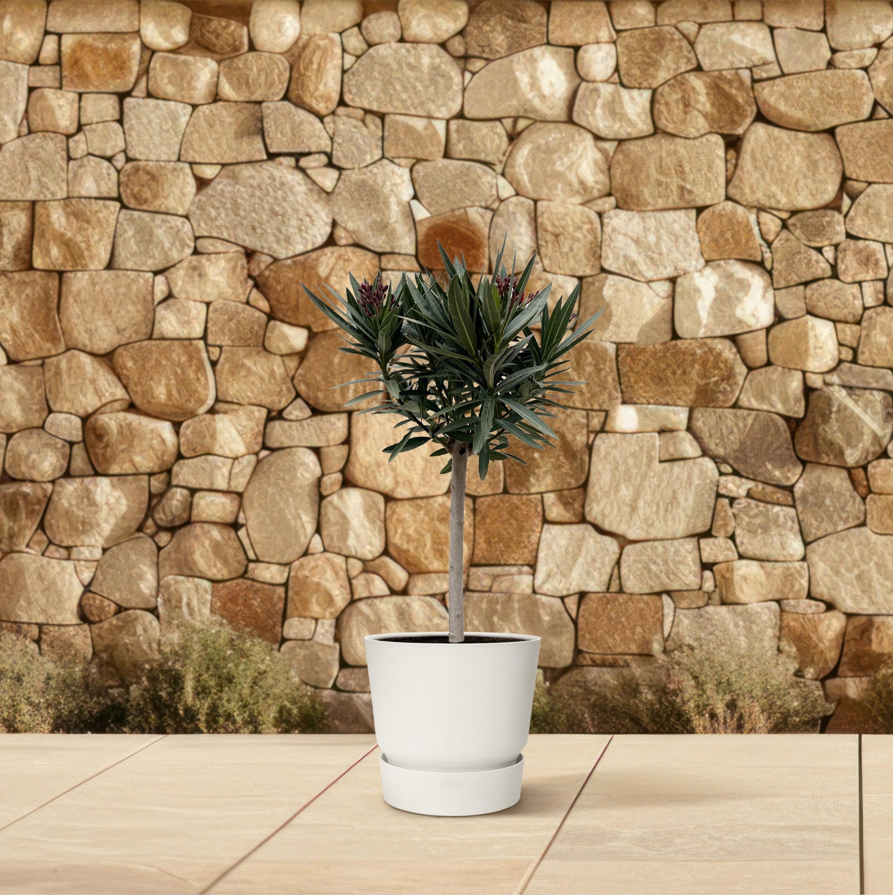 Nerium Oleander mit roten Blüten auf Stamm