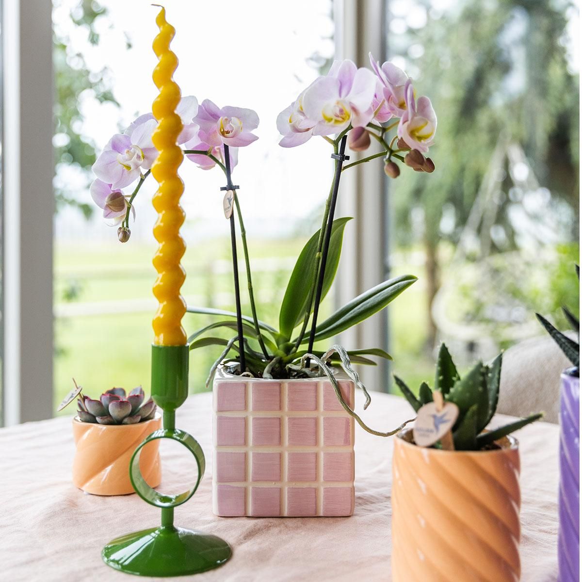 Rosa Orchidee Phalaenopsis mit Ziertopf Rosa – Ø9cm – Blühende Zimmerpflanze