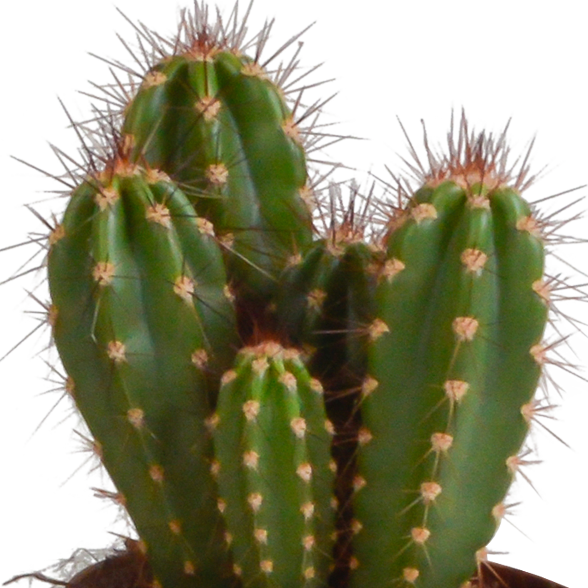 Cereus Säulenkaktus Mix im Terrakottatopf