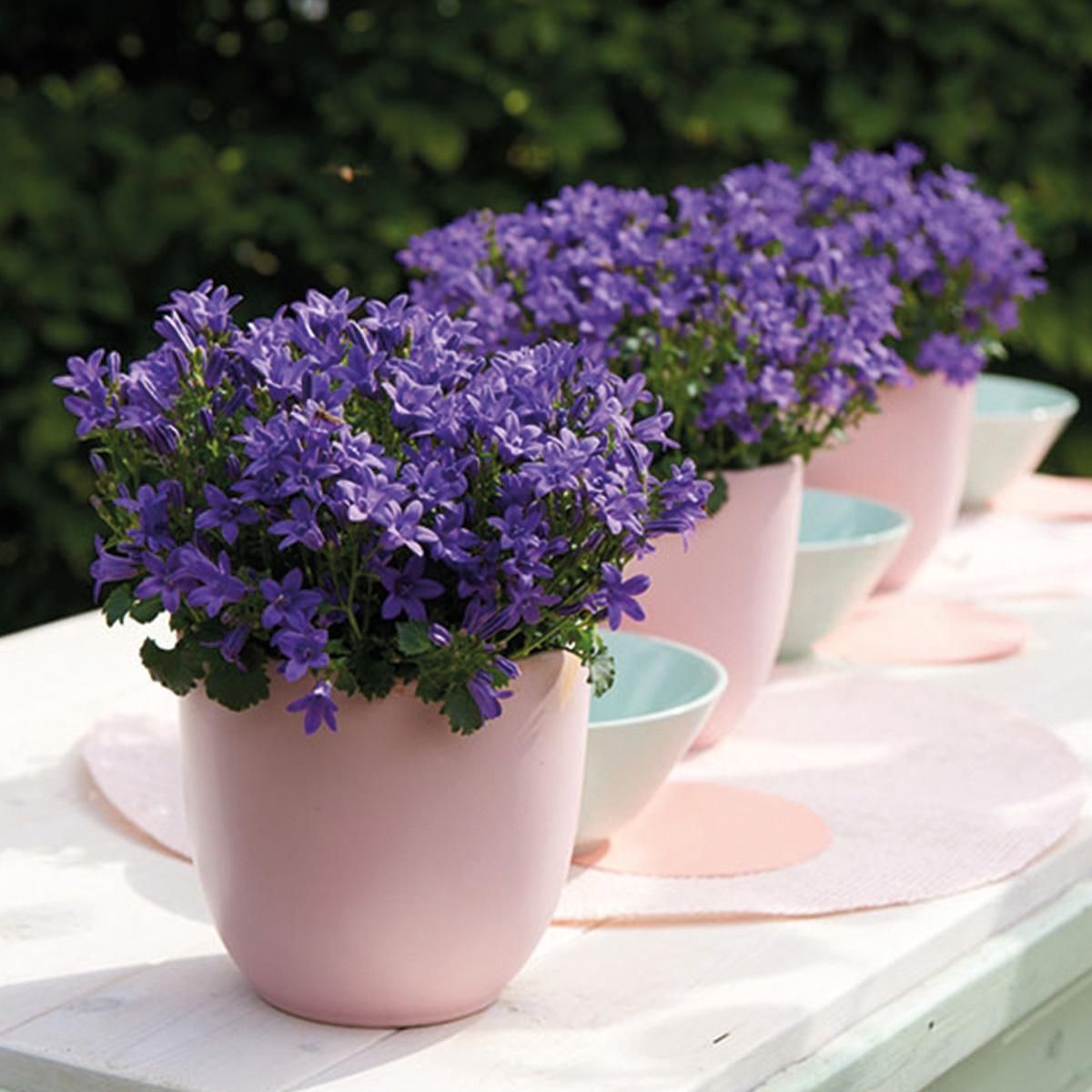 Campanula Addenda - lila Glockenblume als Bodendecker