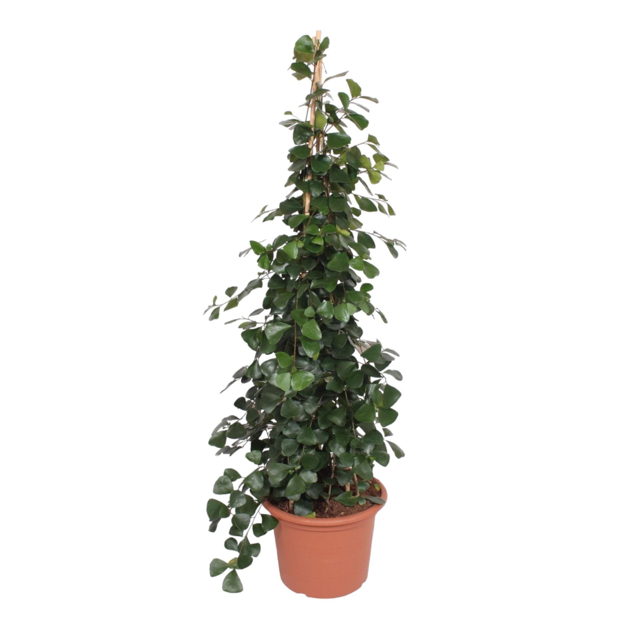Ficus Trinova Pyramide elegante Zimmerpflanze