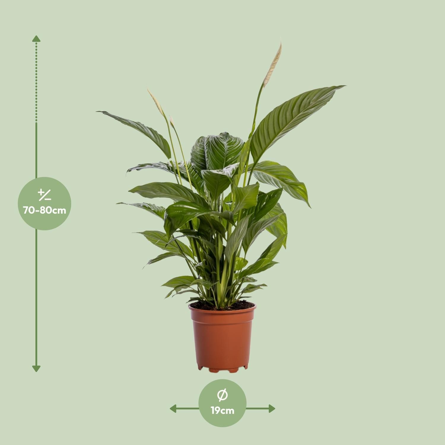 Spathiphyllum Bingo Cupido Friedenslilie