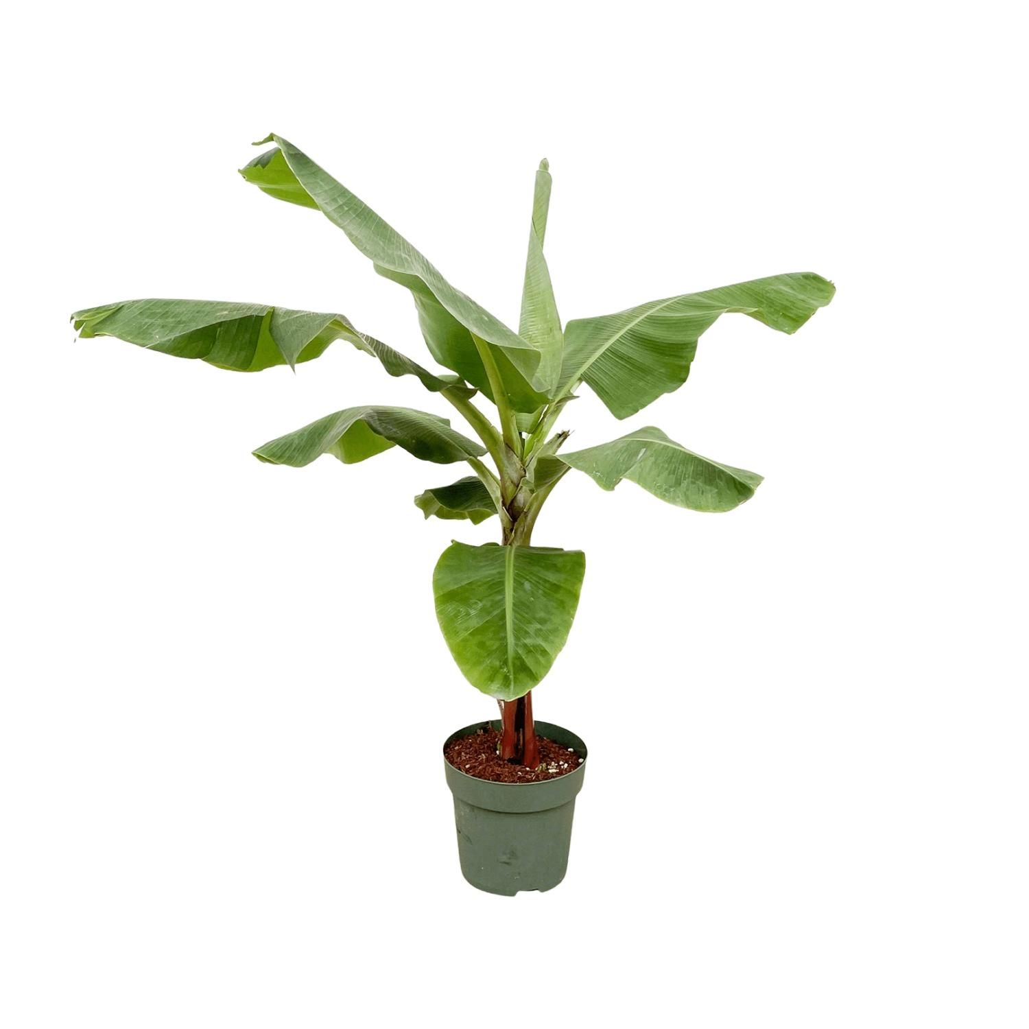 Bananenpflanze (Musa) – Exotisch | Pflegeleicht | 170cm hoch – Ø30 Topf
