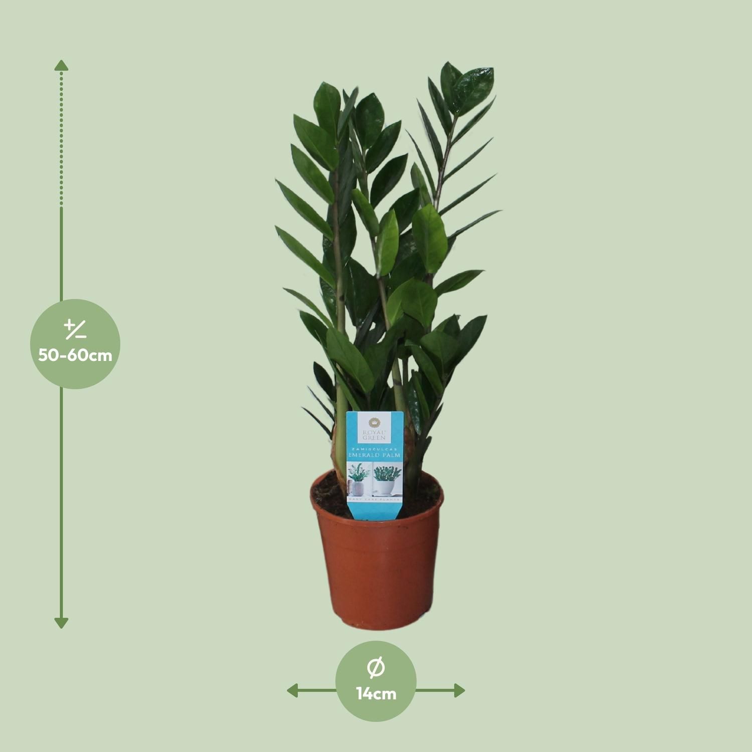 Zamioculcas Zimmerpflanze mit Glänzenden Blättern