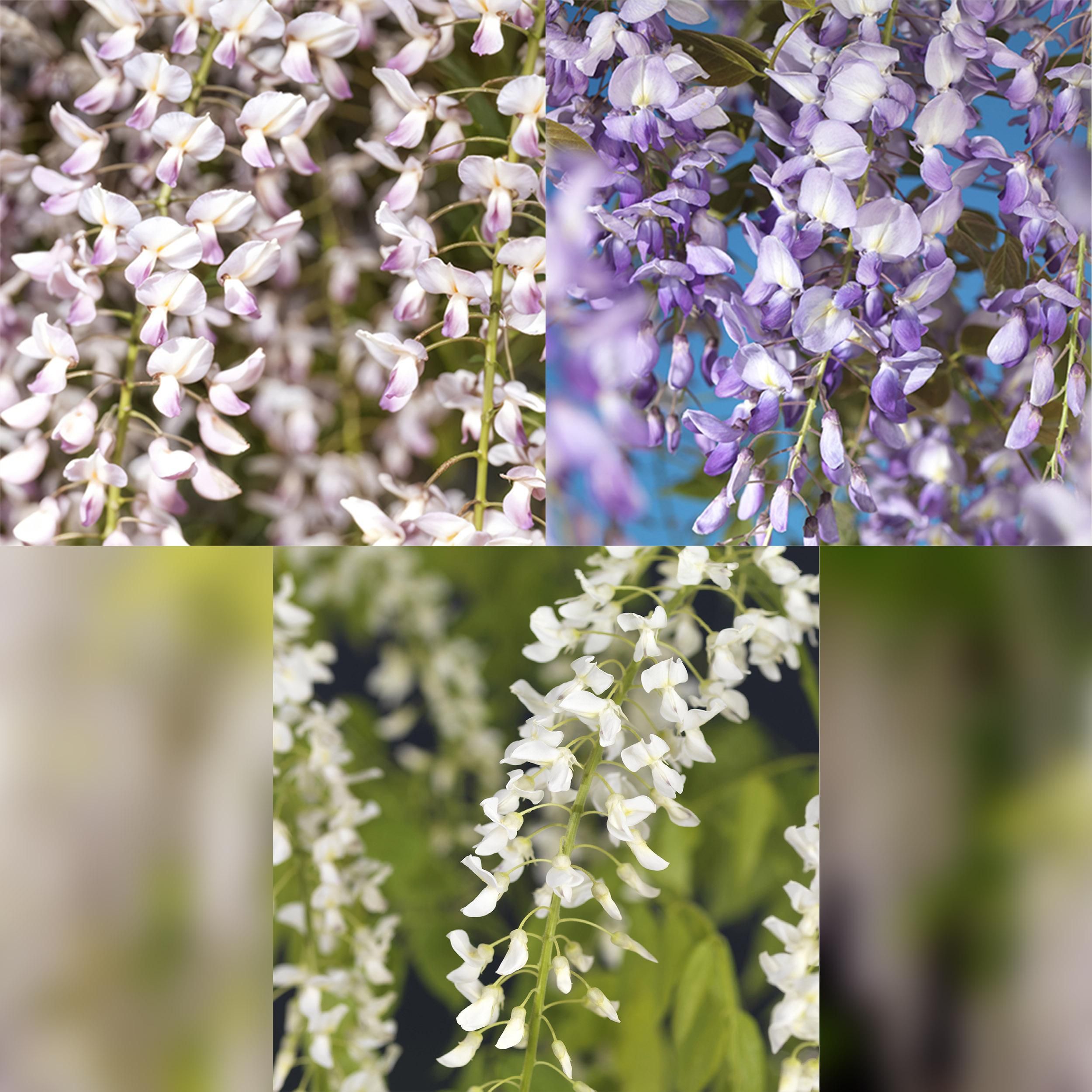 Blauregen Wisteria floribunda Tricolour mehrfarbig