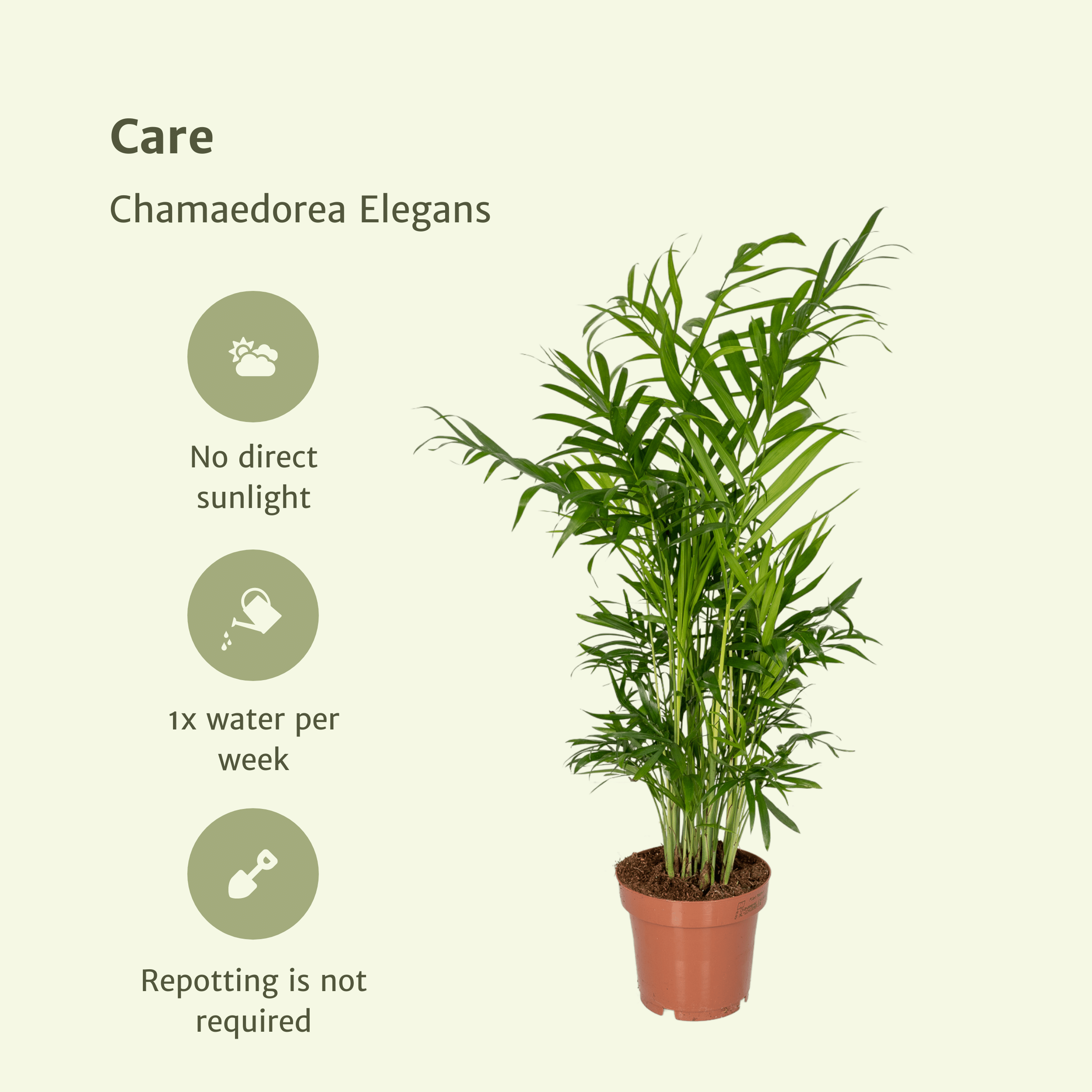 Chamaedorea Elegans - Elegante Mexikanische Bergpalme