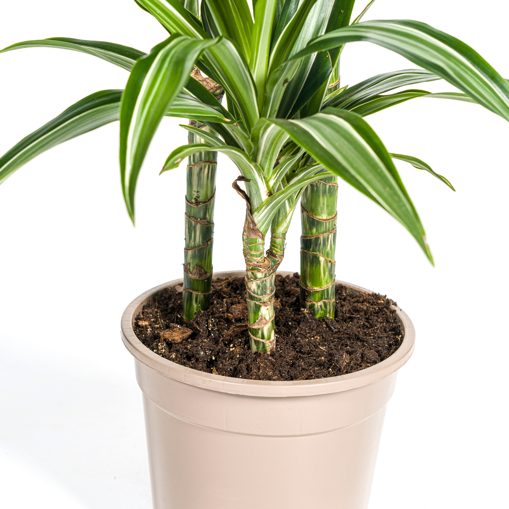 Dracaena Deremensis White Stripe | Ø21cm | 90-110cm Hoch