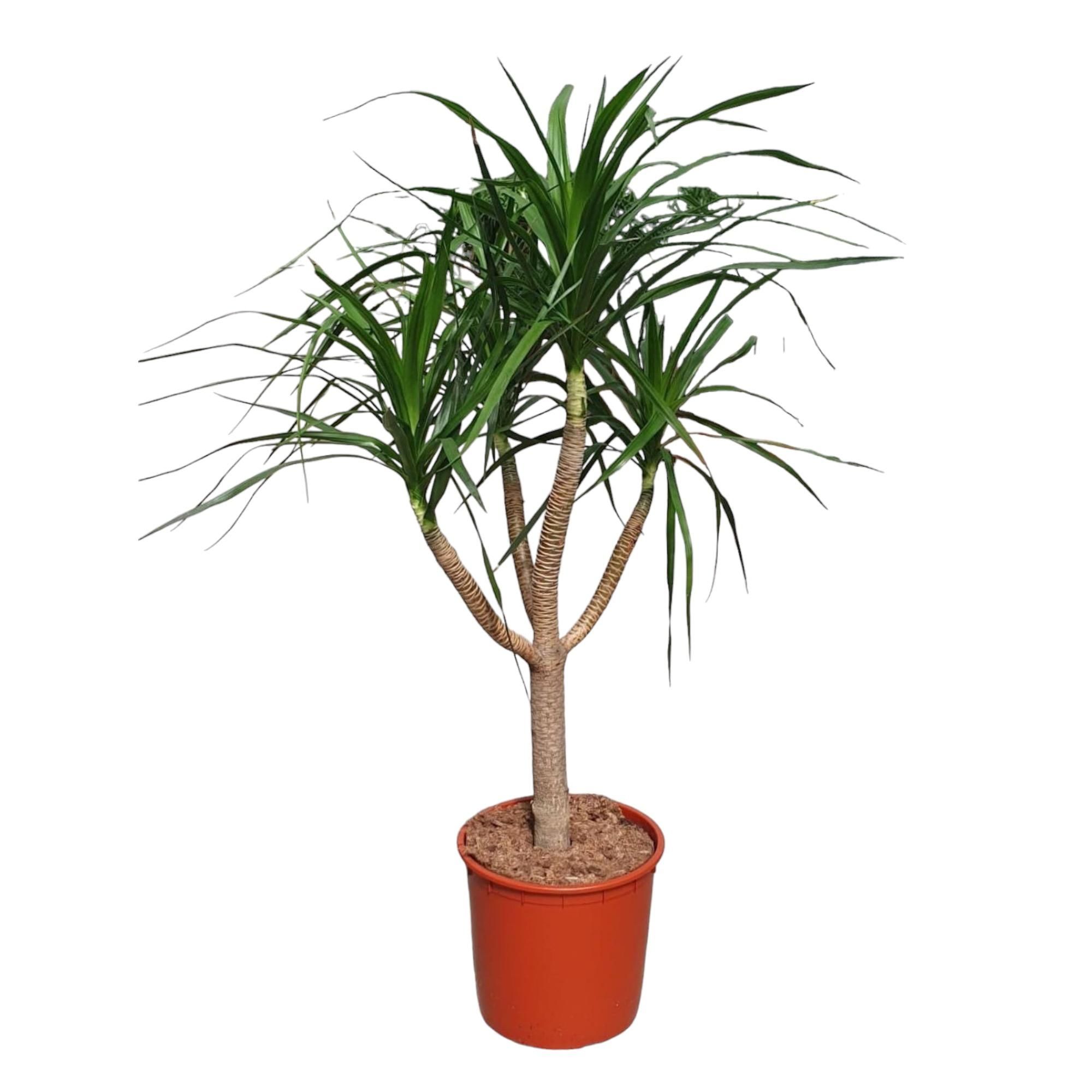 Dracaena Draco kompakt Zimmerpflanze
