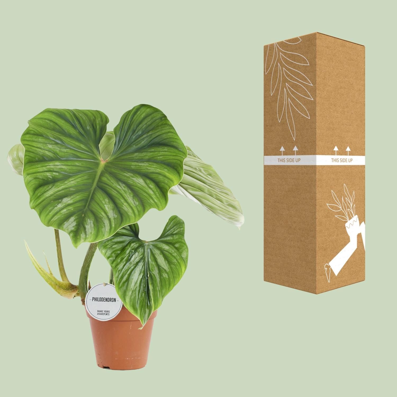 Philodendron Plowmanii Zimmerpflanze