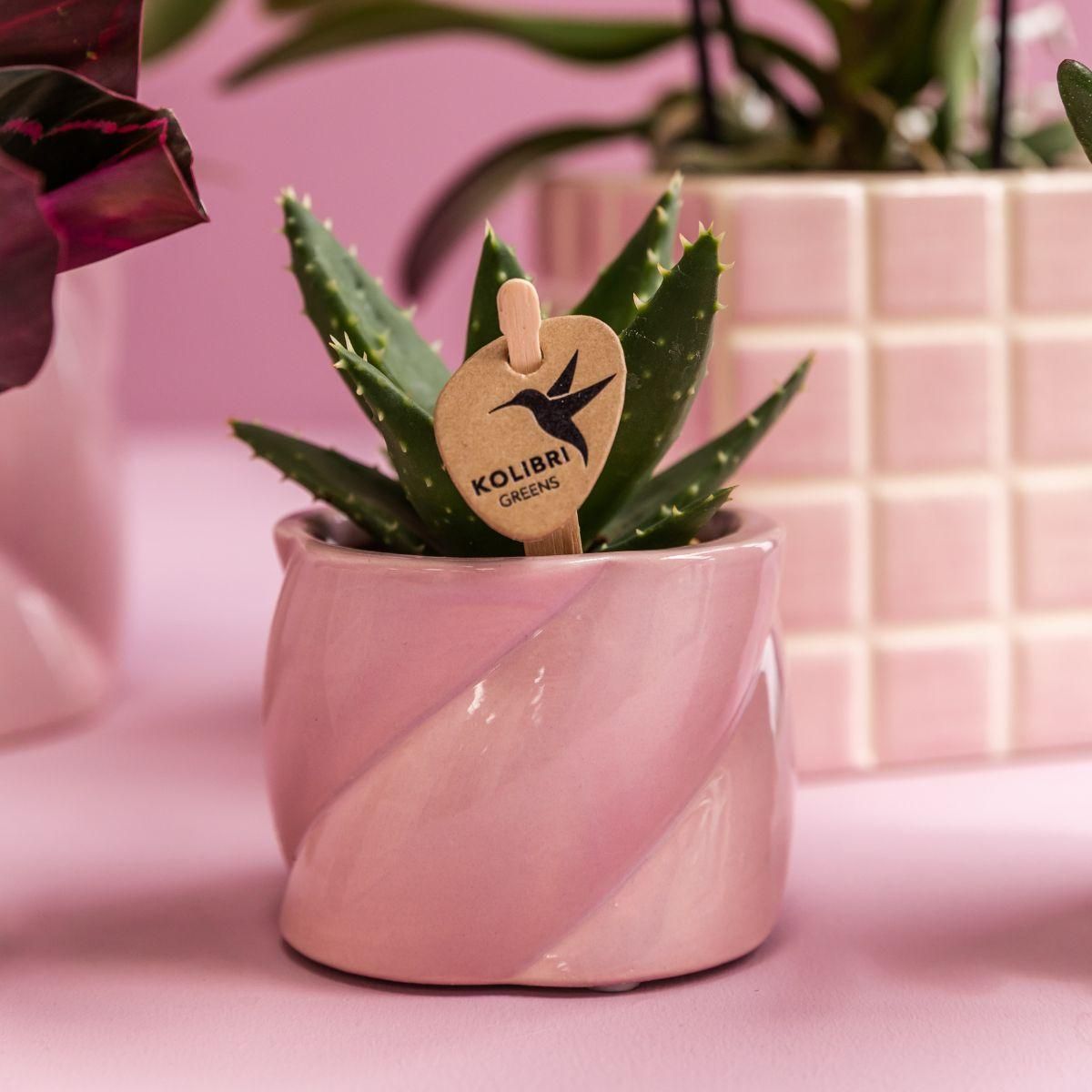Pflanzenset 'Candy' – Rosa Phalaenopsis Orchidee | Sukkulente | Keramik-Töpfe
