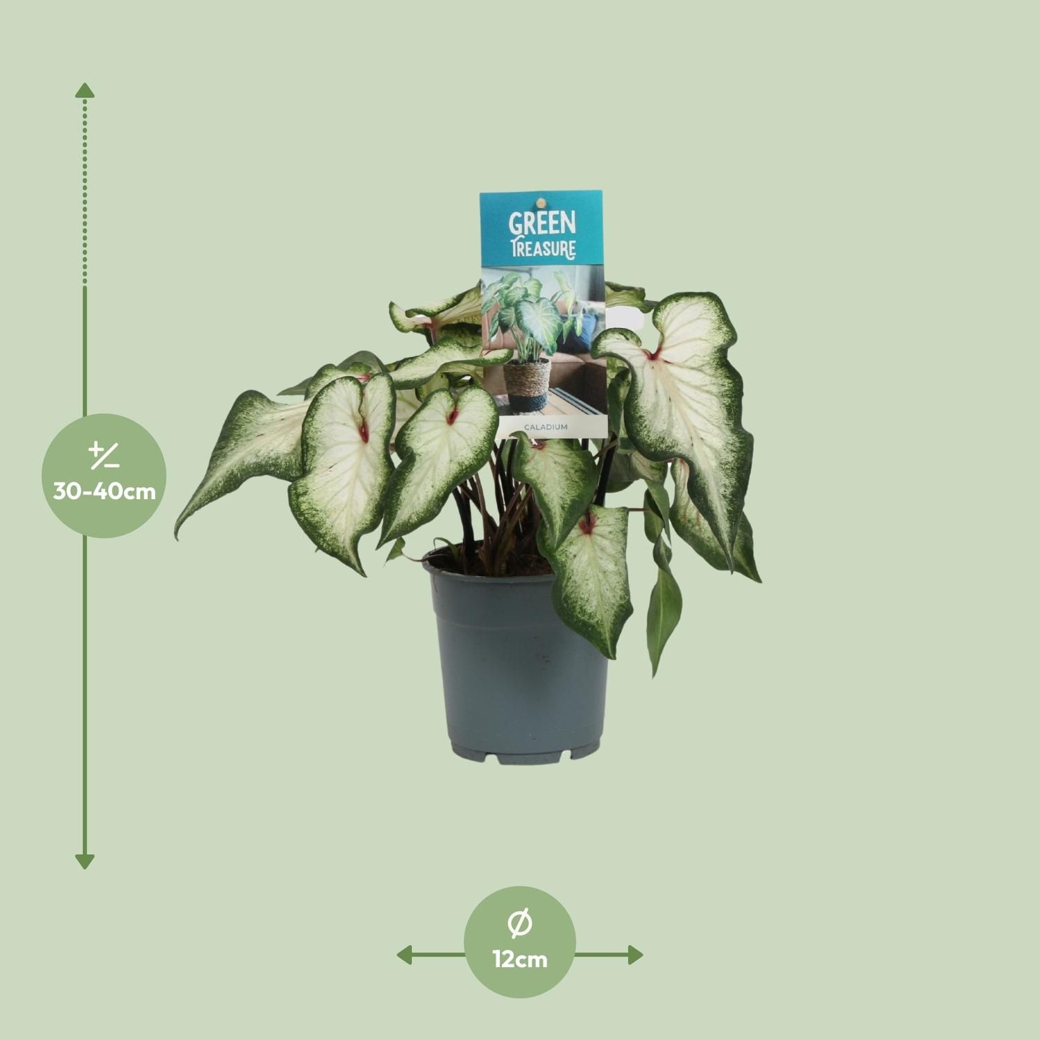 Caladium Weiß Zimmerpflanze – Herzförmiges Laub