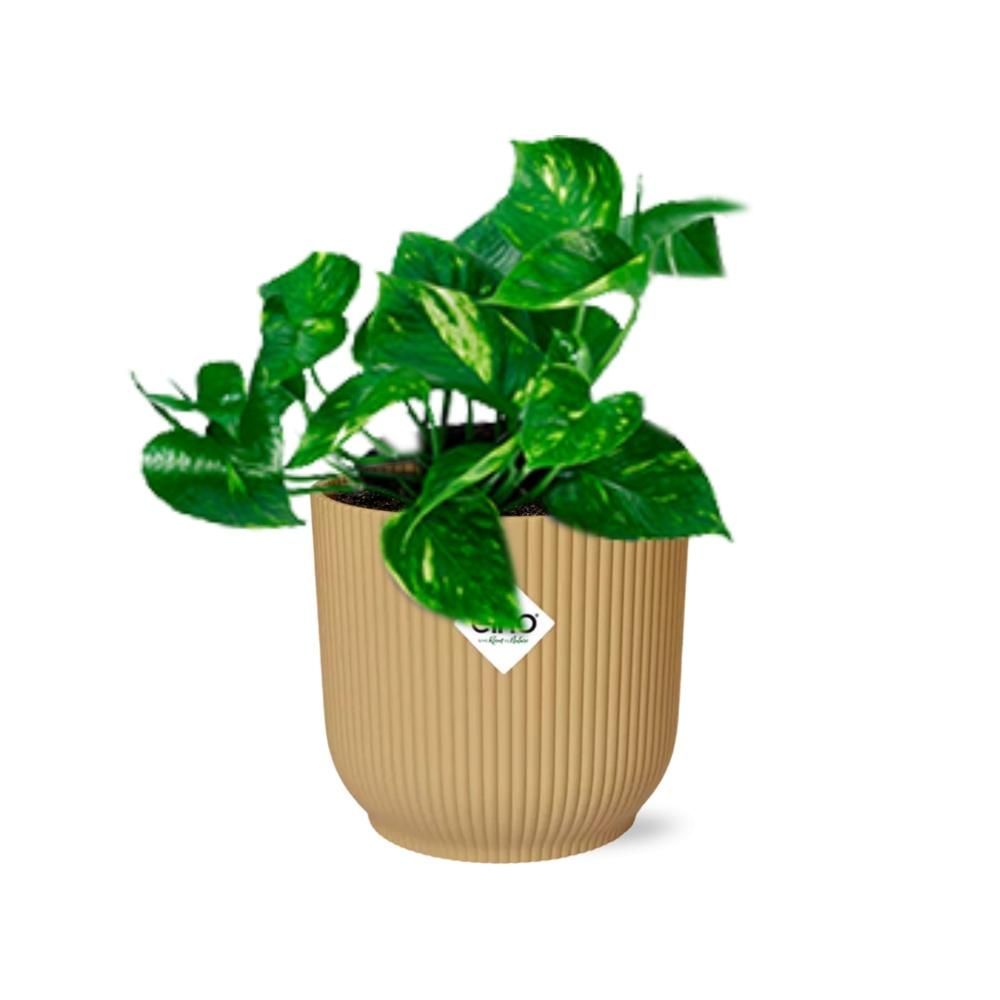 Epipremnum Pinnatum Aureum – Goldener Efeu im ELHO Vibes Fold Topf