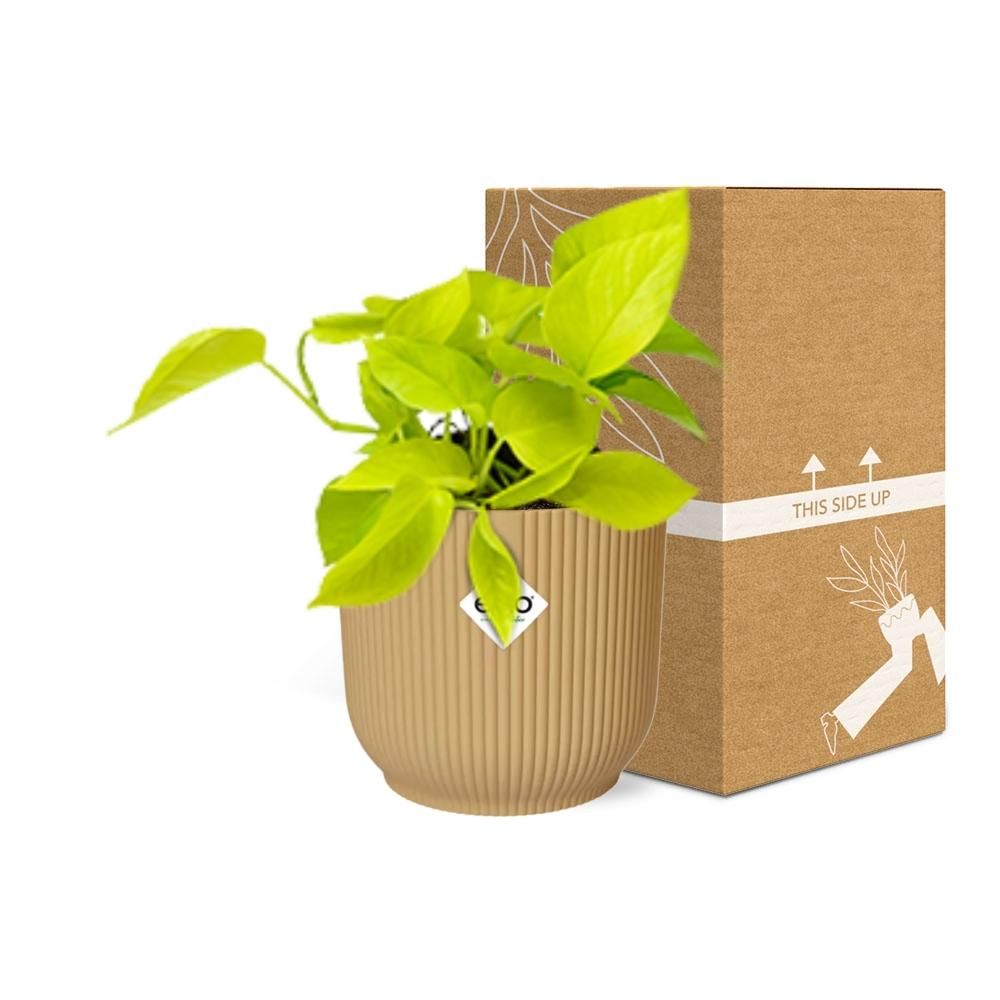 Epipremnum Pinnatum Goldener Pothos in dekorativem ELHO Vibes Fold Übertopf