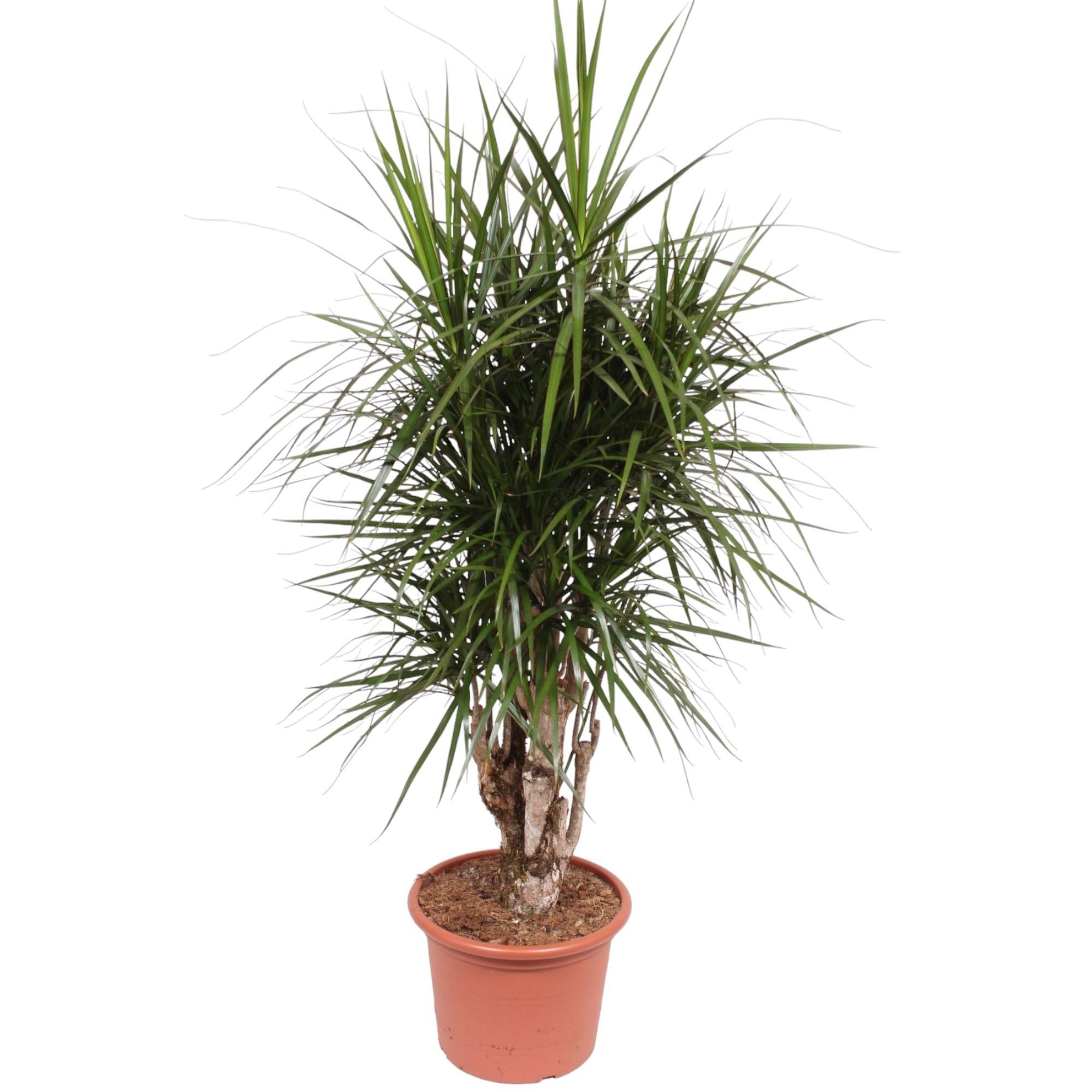 Dracaena Marginata verzweigt Zimmerpflanze