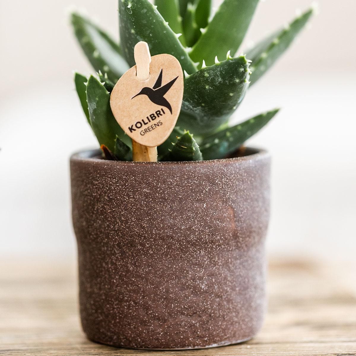 Aloe Brevifolia Sukkulente Zimmerpflanze