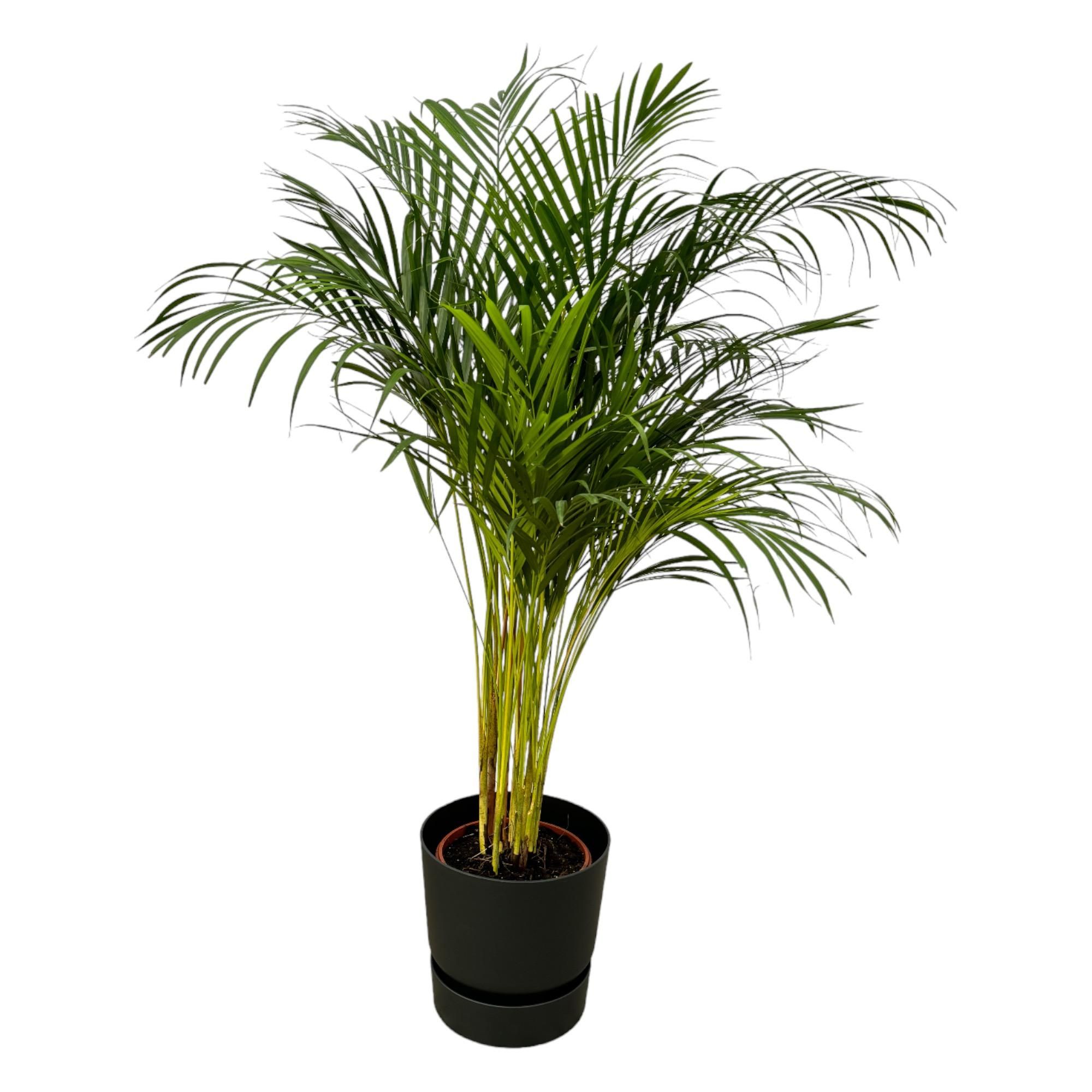 Areca Palme mit elegantem Blattgrün in modernem Übertopf