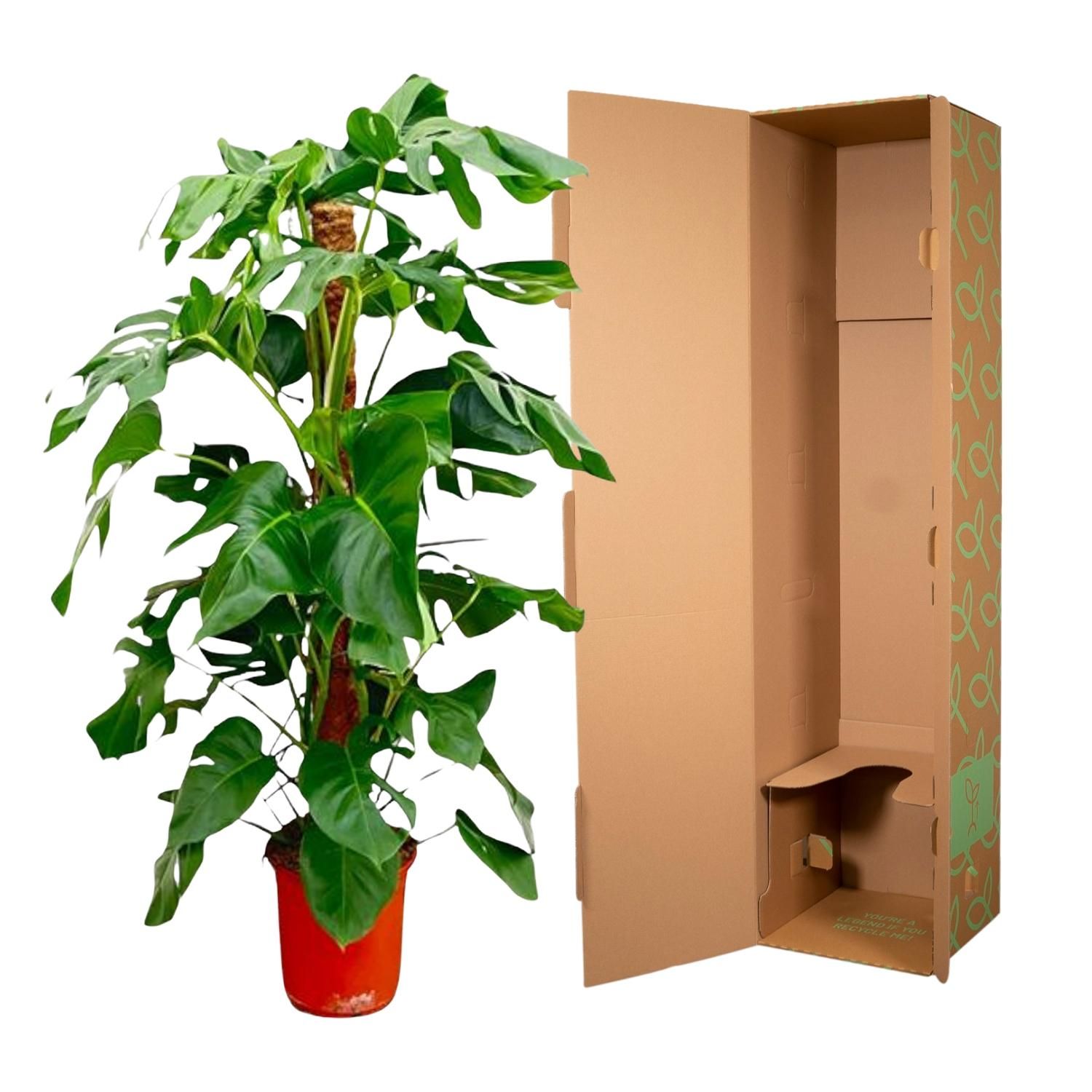 Monstera Pertusum Zimmerpflanze