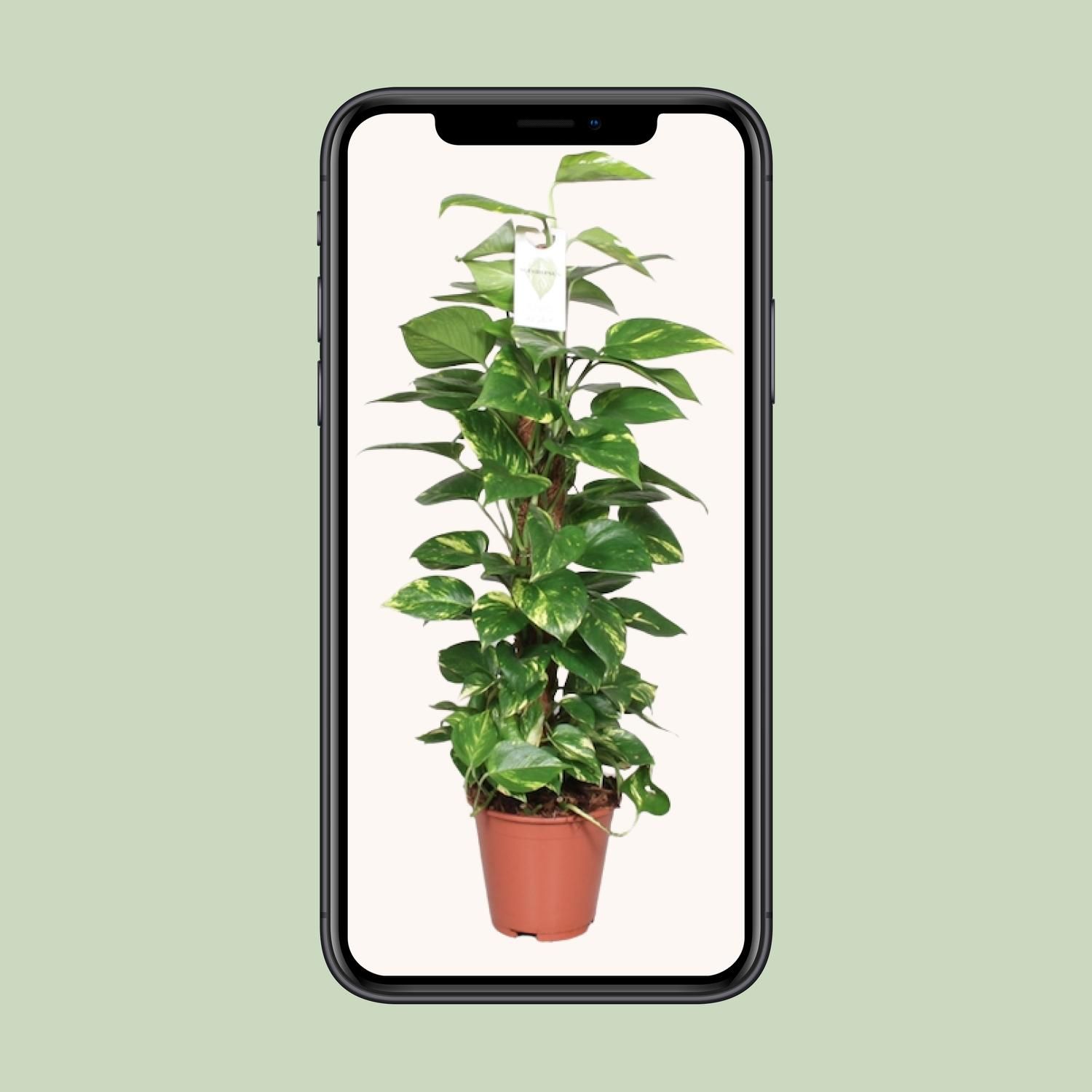 Goldene Efeutute Epipremnum Mosstok