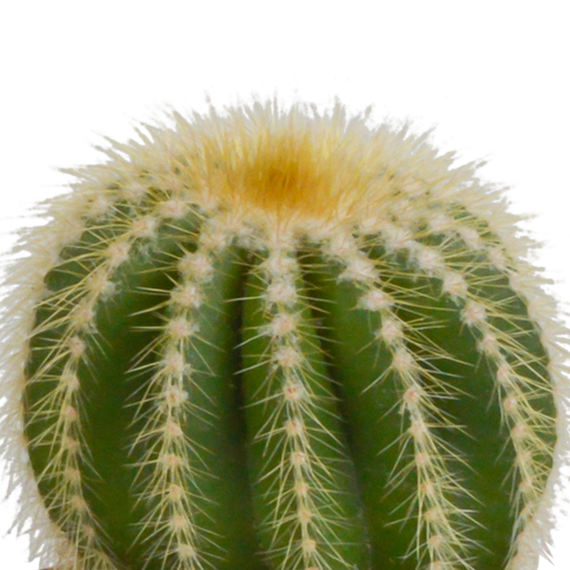 Bolcactus Mix in handbemaltem Mexikanischen Topf