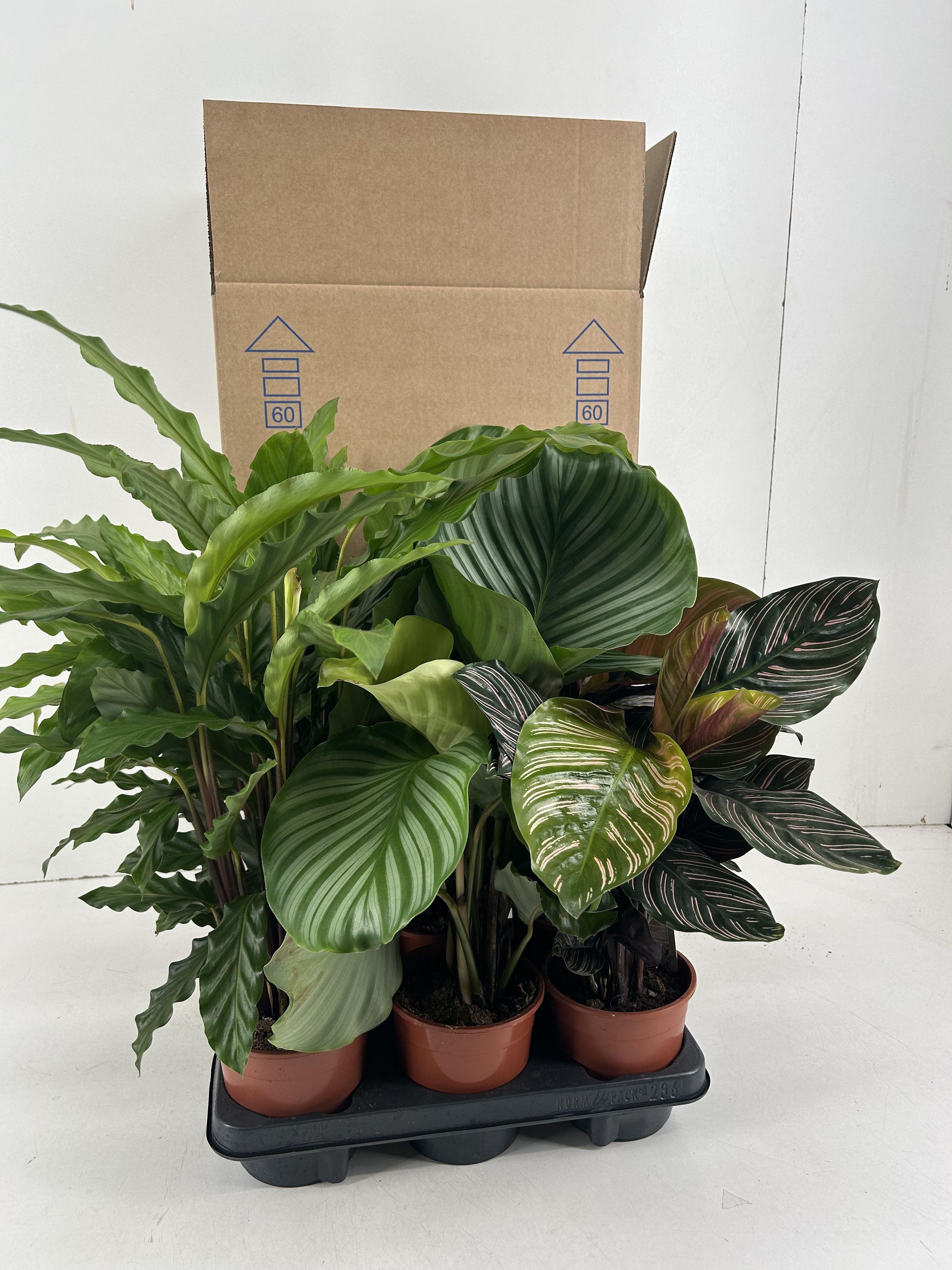 Calathea Mix Tropische Zimmerpflanze