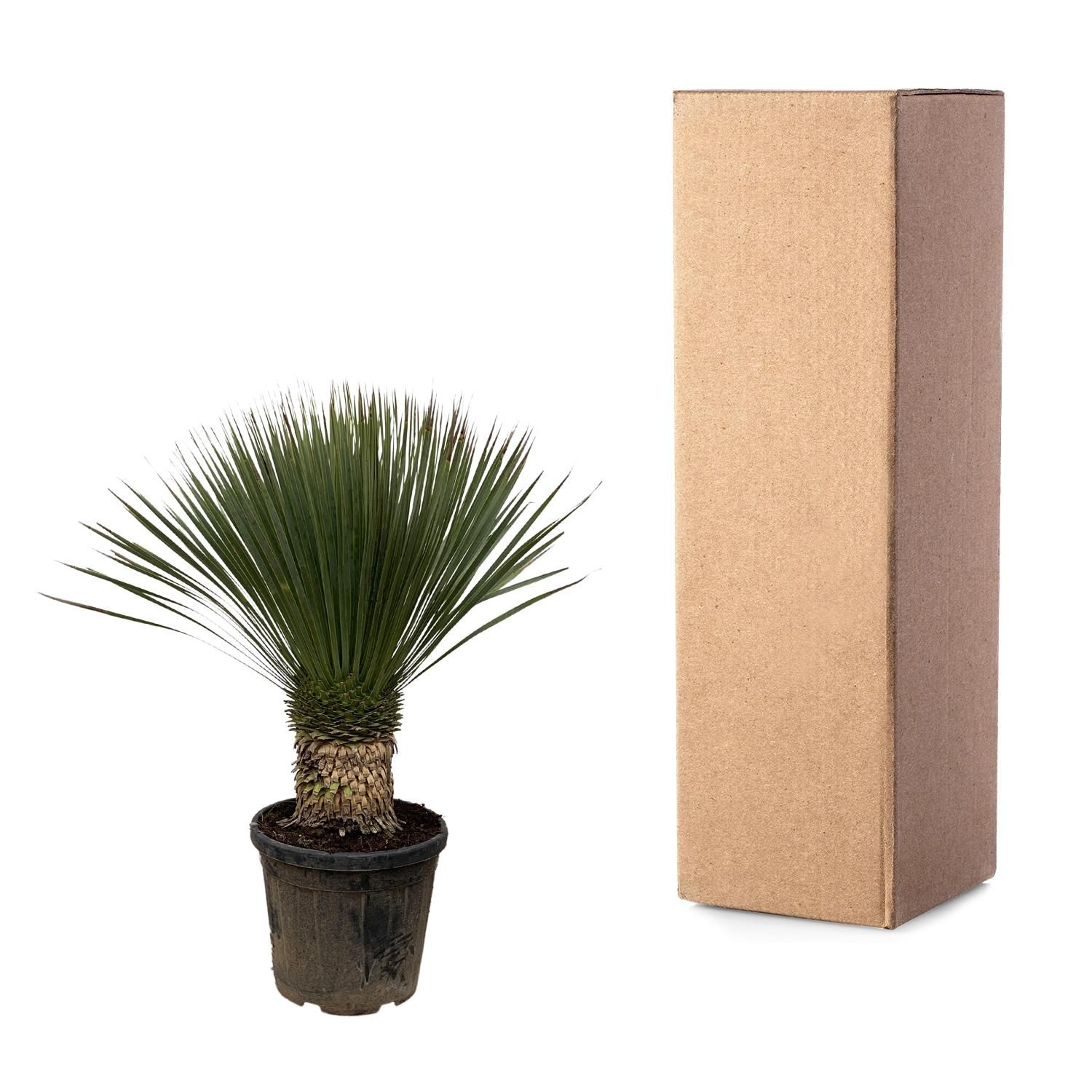 Yucca Rostrata Zierpflanze im eleganten Topf