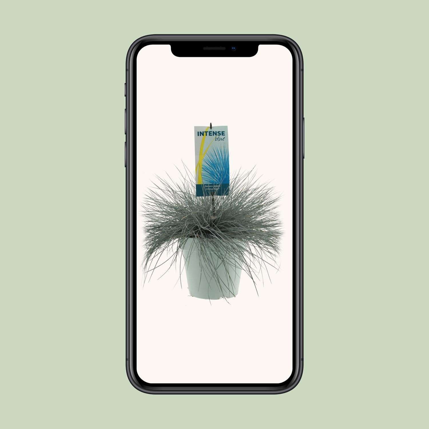 Festuca Glauca Blauschwingel Ziergras