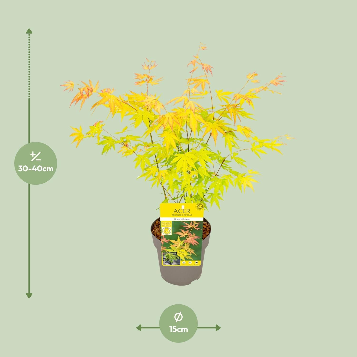 Acer Orange Dream Ahorn Pflanze