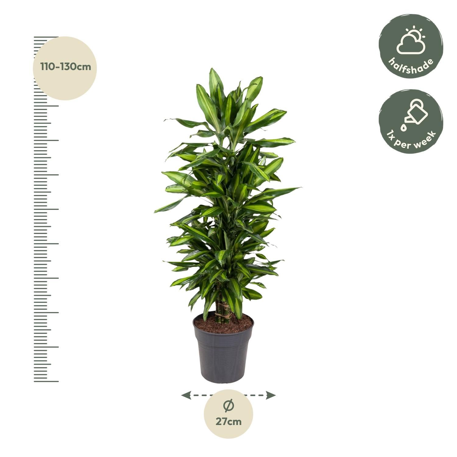 Dracaena Cintho – dekorative Zimmerpflanze mit langen Blättern
