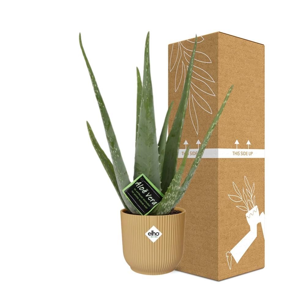 Aloe Vera Zimmerpflanze in ELHO Vibes Fold Gelb