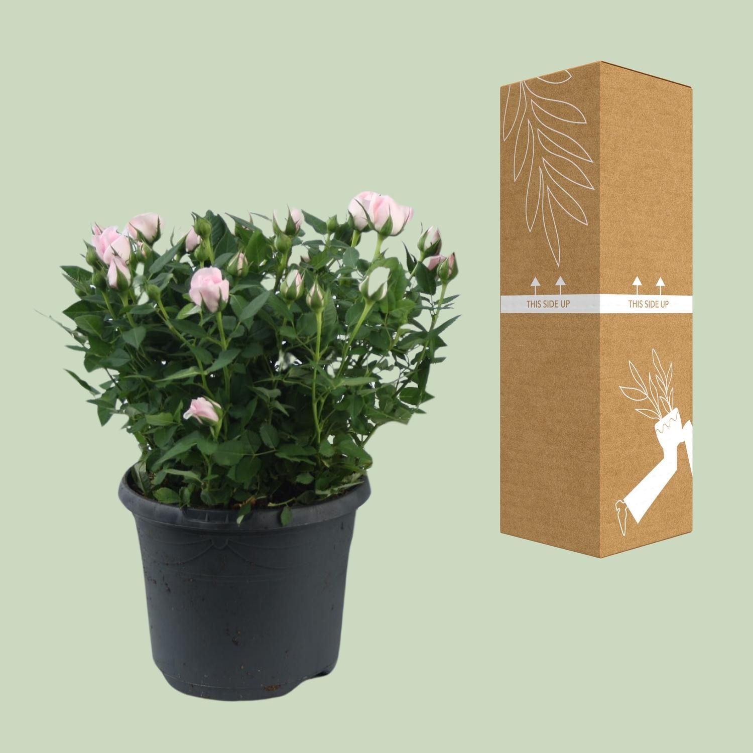 Rosa Jewel Patio Baby Topfrose