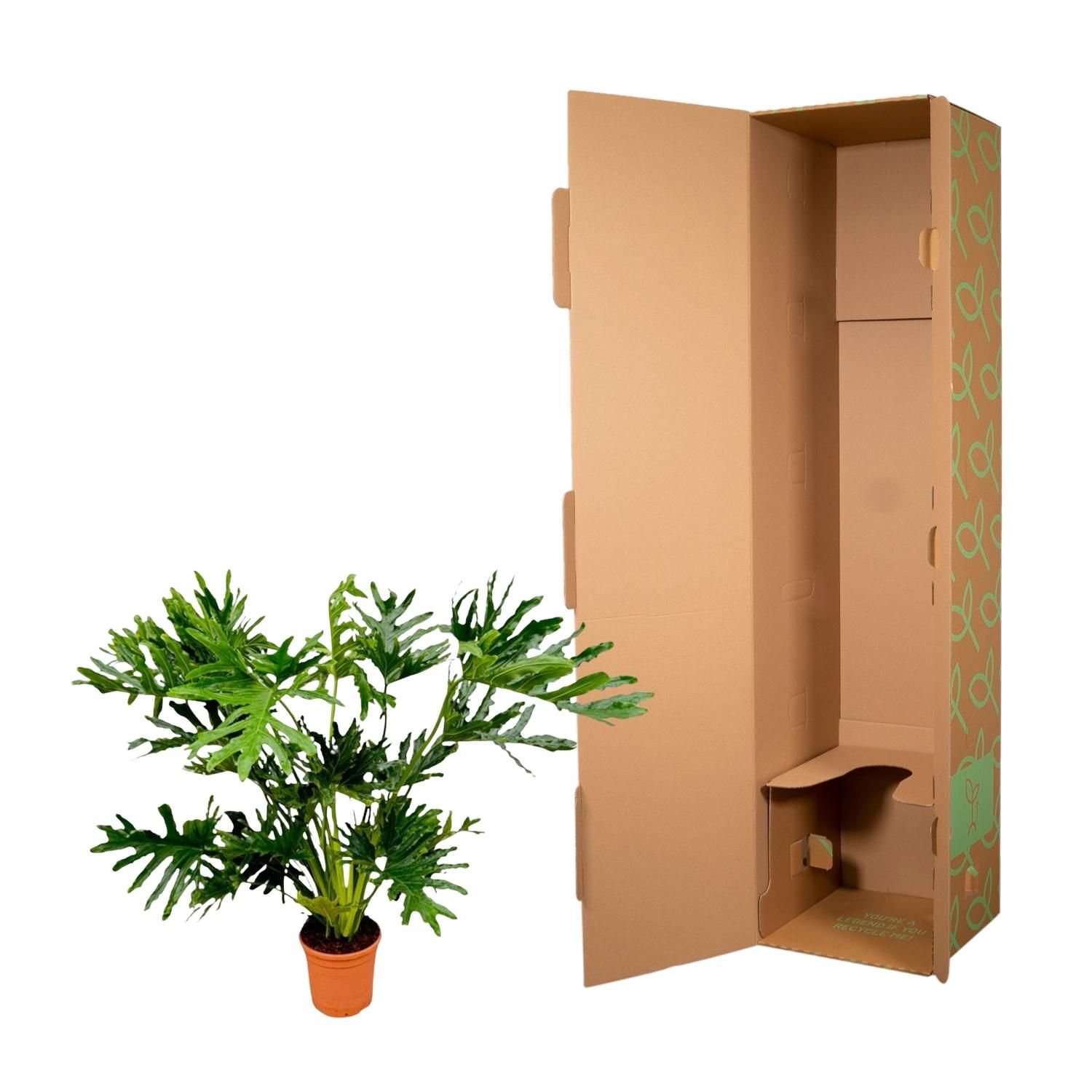 Philodendron Selloum Zimmerpflanze mit tropischem Flair