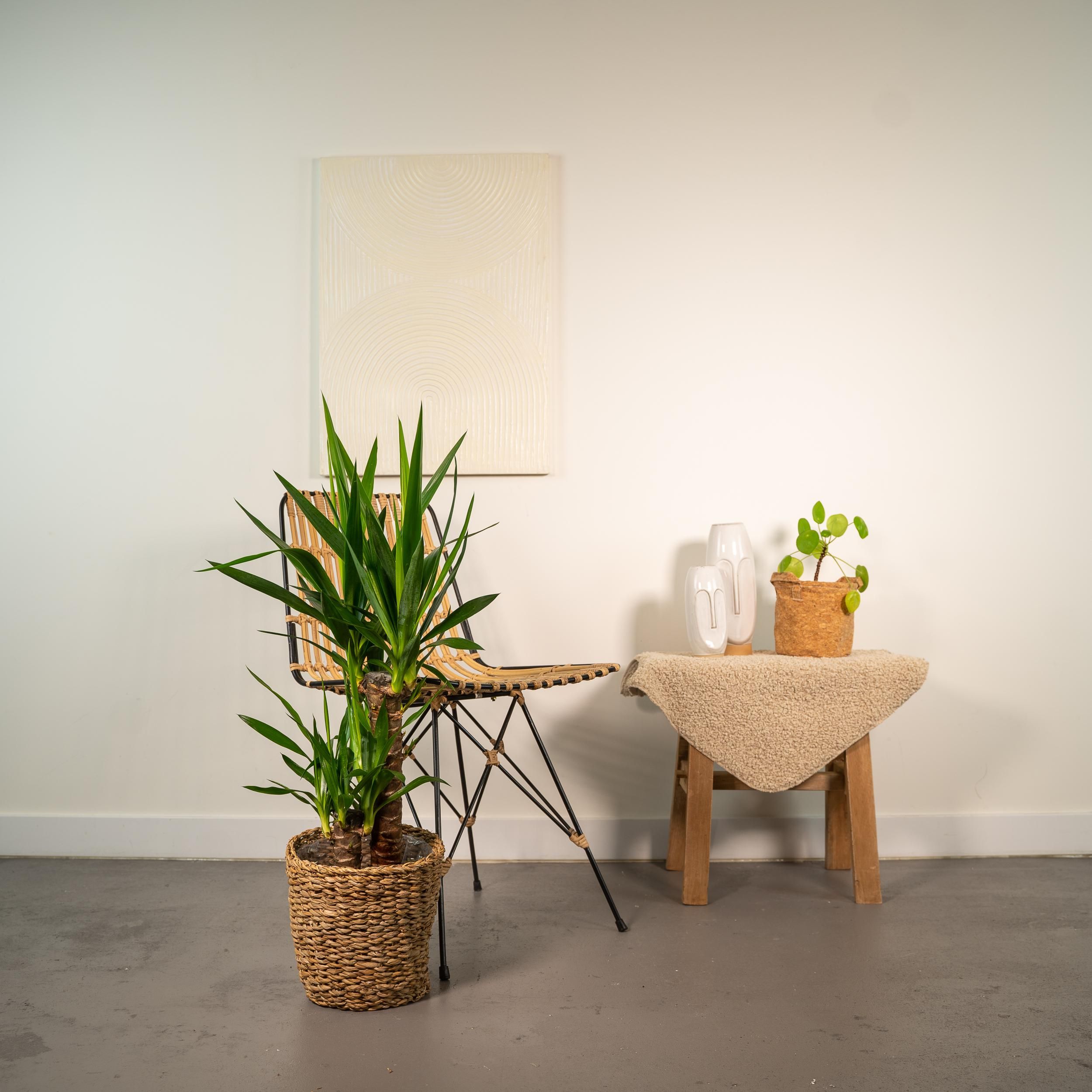 Yucca Palmlilie Zimmerpflanze – Robust & Pflegeleicht
