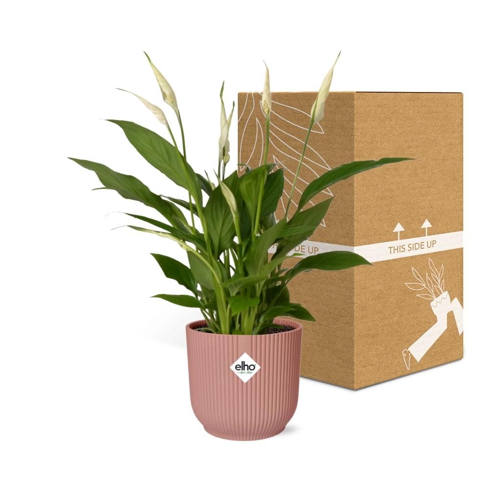 Friedenslilie Spathiphyllum – Elegante Zimmerpflanze mit Luftreinigender Wirkung