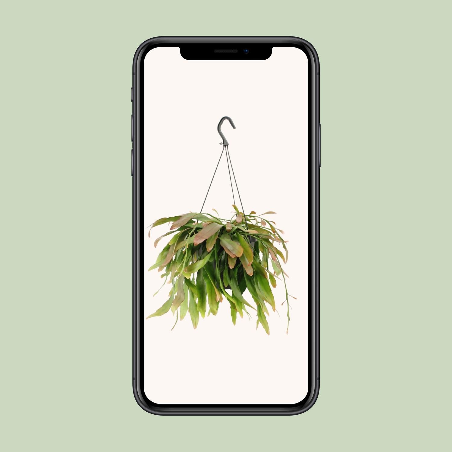 Rhipsalis Red Coral Zimmerpflanze