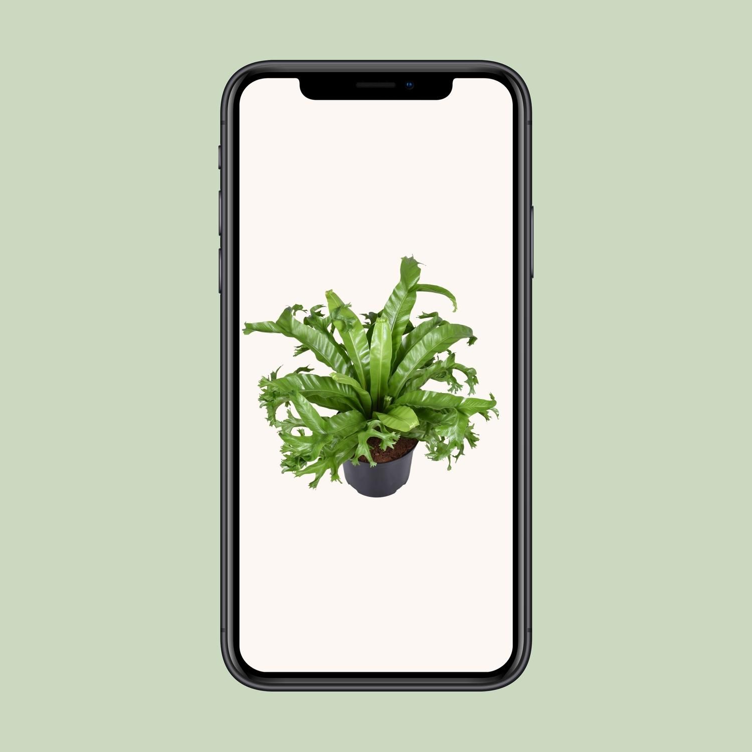 Asplenium nidus Crissie Zimmerfarn