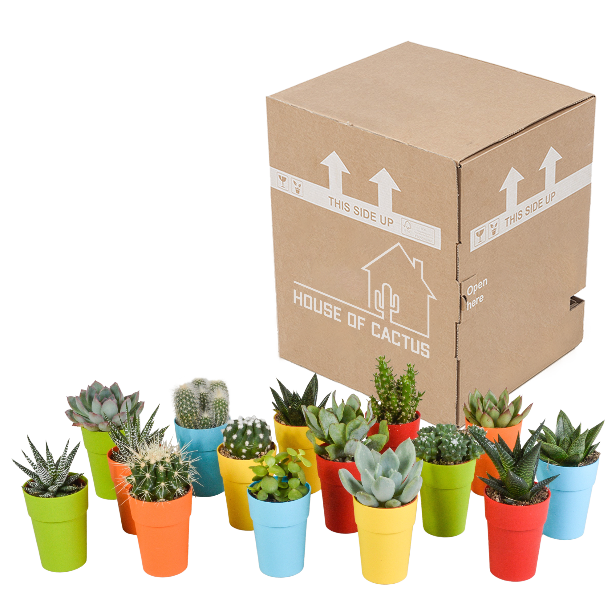Bunte Cactus und Sukkulenten Mischung