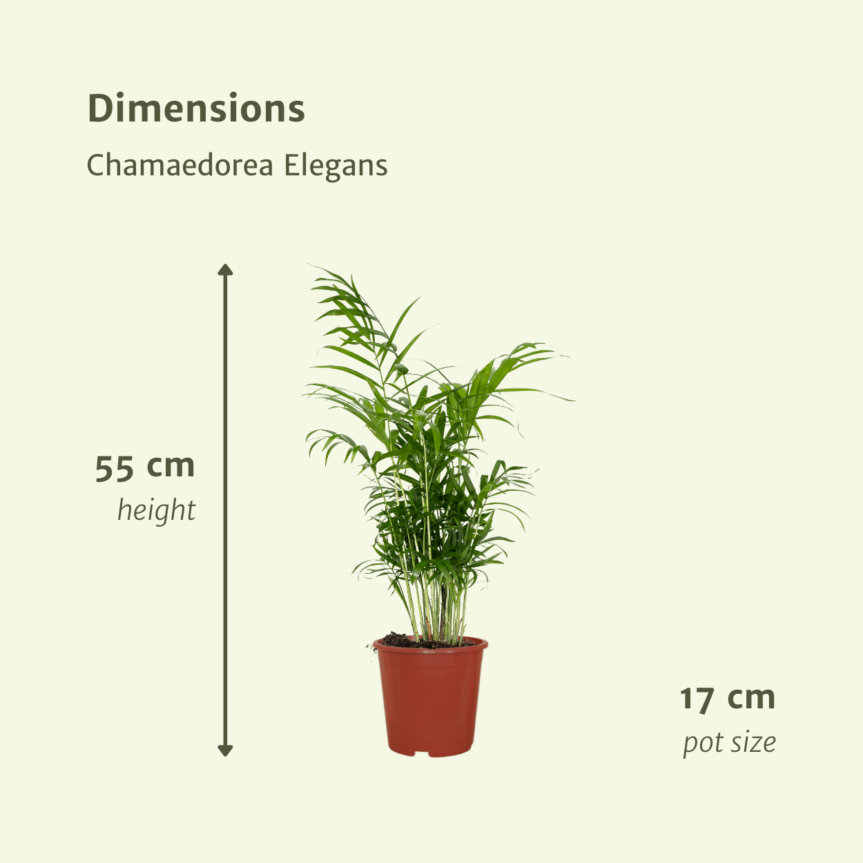 Mexikanische Bergpalme Chamaedorea Elegans