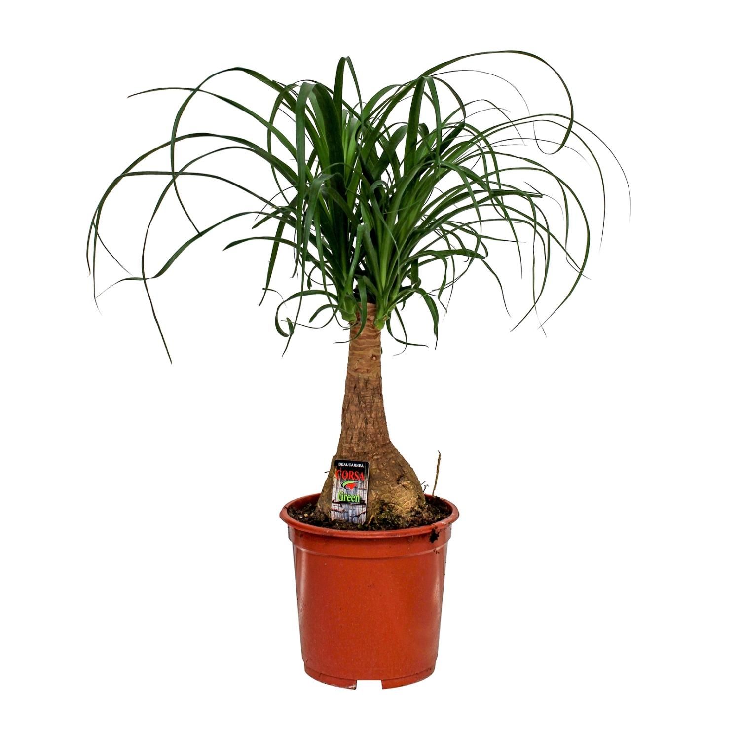 Beaucarnea Elefantenfuß Zimmerpflanze