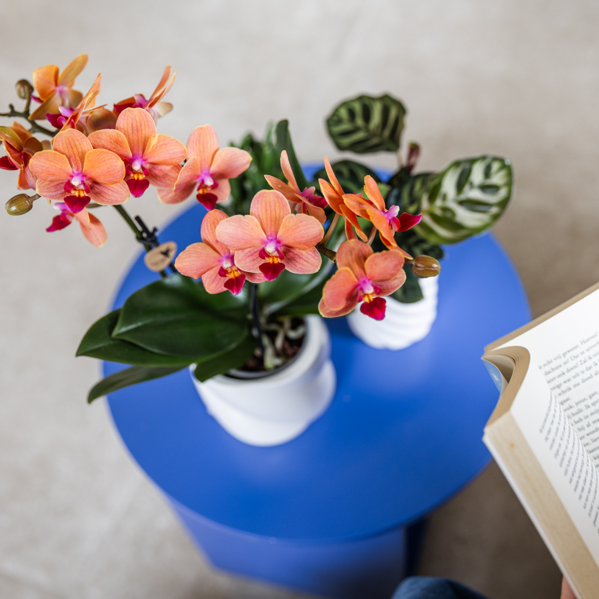 Phalaenopsis Orchideen Set Bolzano Orange