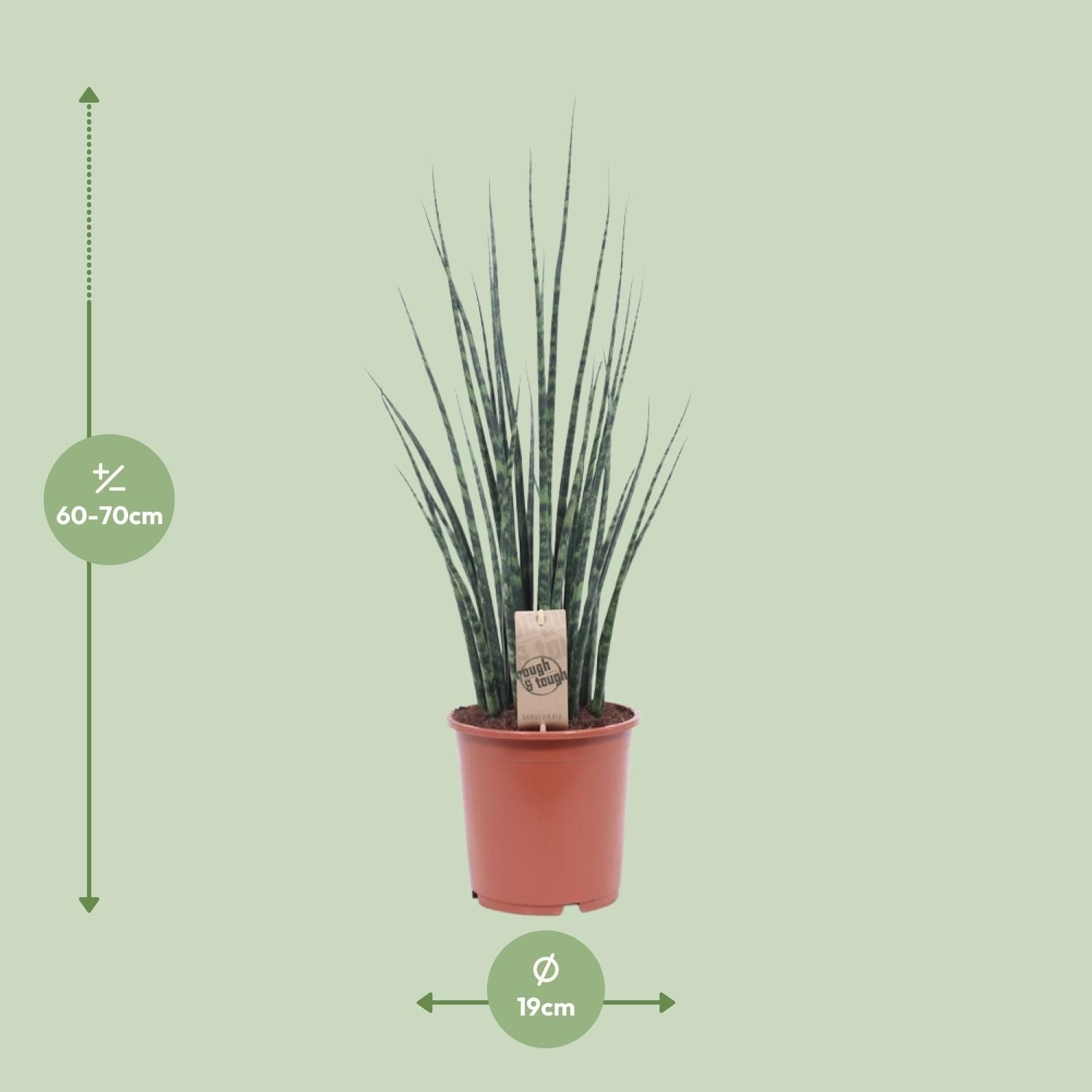 Sansevieria Fernwood Mikado – elegante Schlangenpflanze