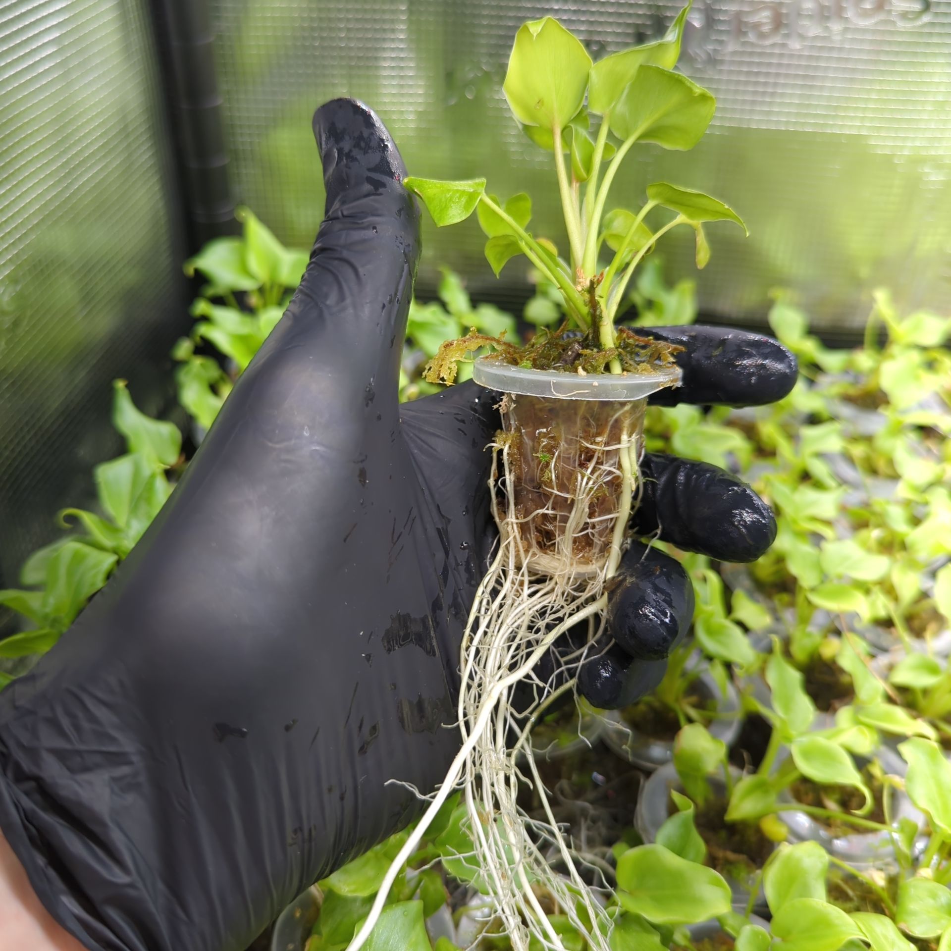 Baby Philodendron selloum Xanadu + selbstbewässernder Übertopf