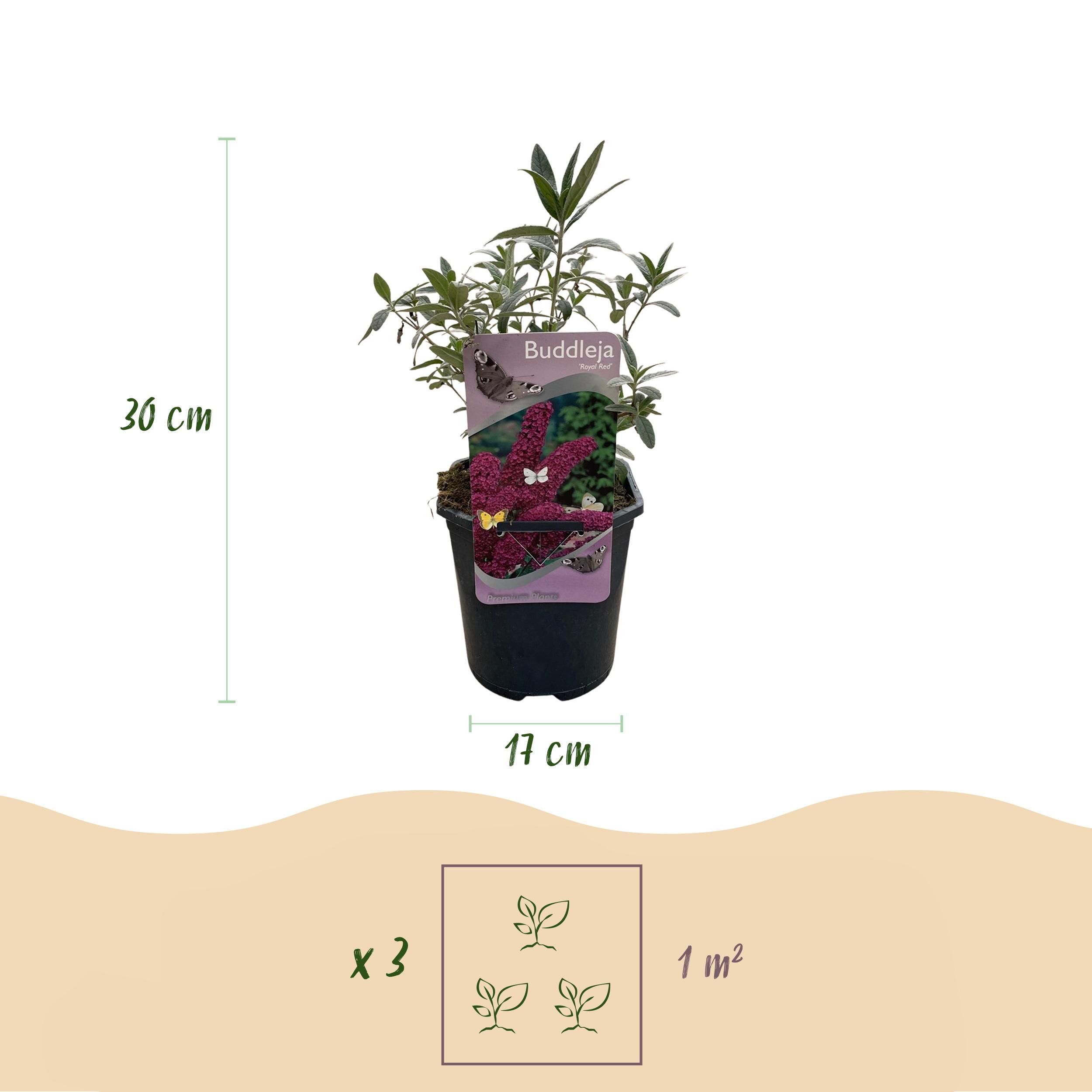 Schmetterlingsstrauch Buddleja davidii | Rote Blüten | Schmetterlingsanziehend | 1 Pflanze