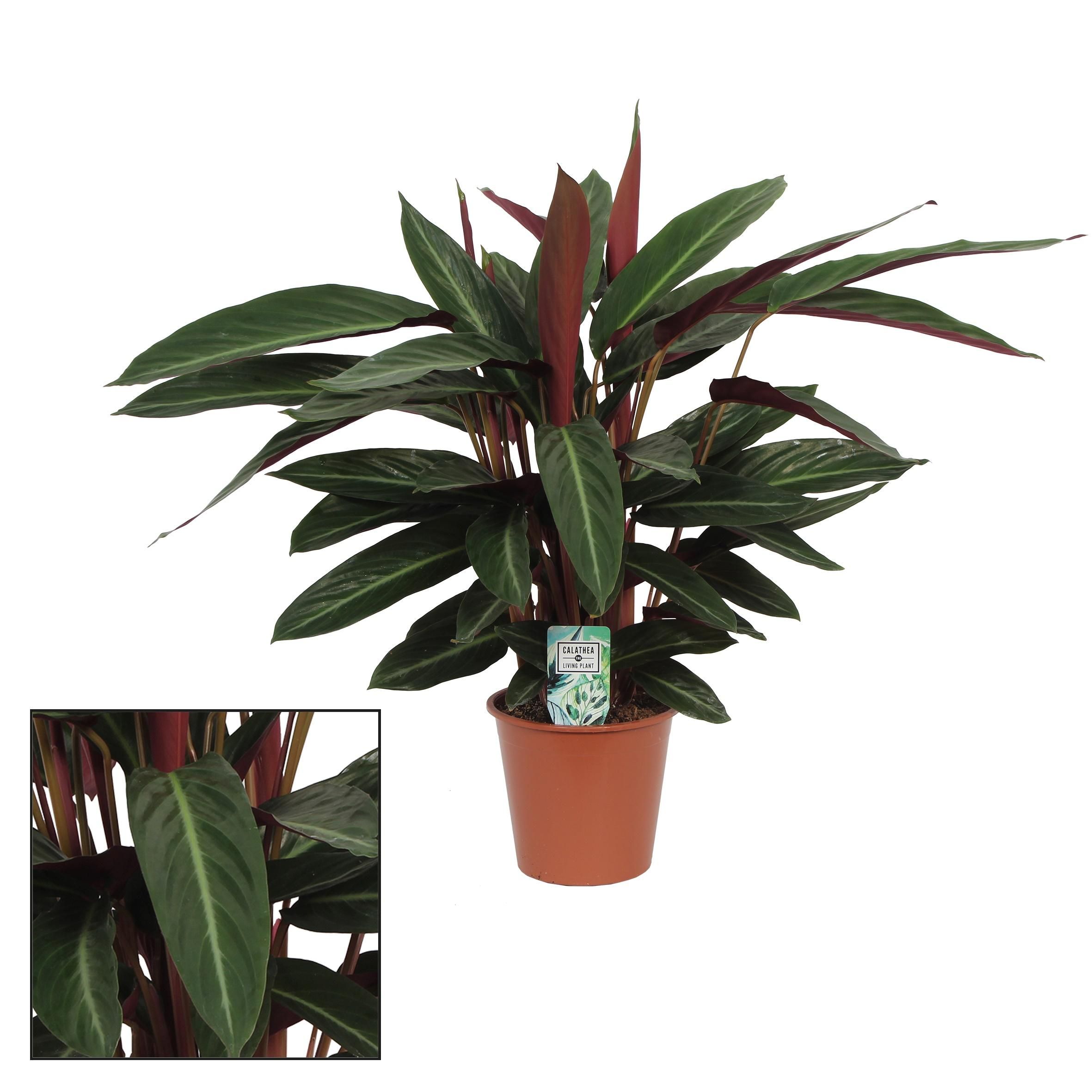 Calathea Stripestar Zimmerpflanze