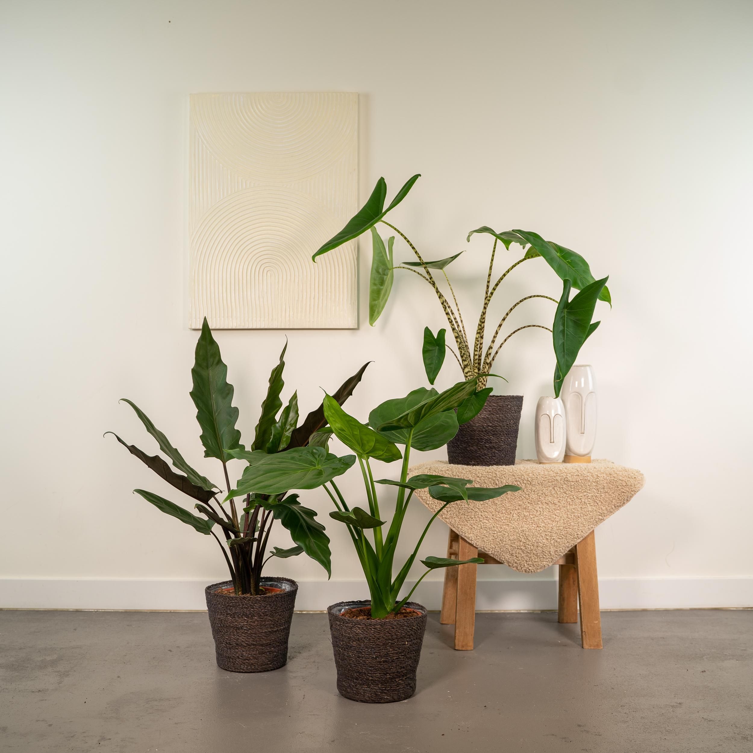 Alocasia Zebrina Zimmerpflanzen-Set
