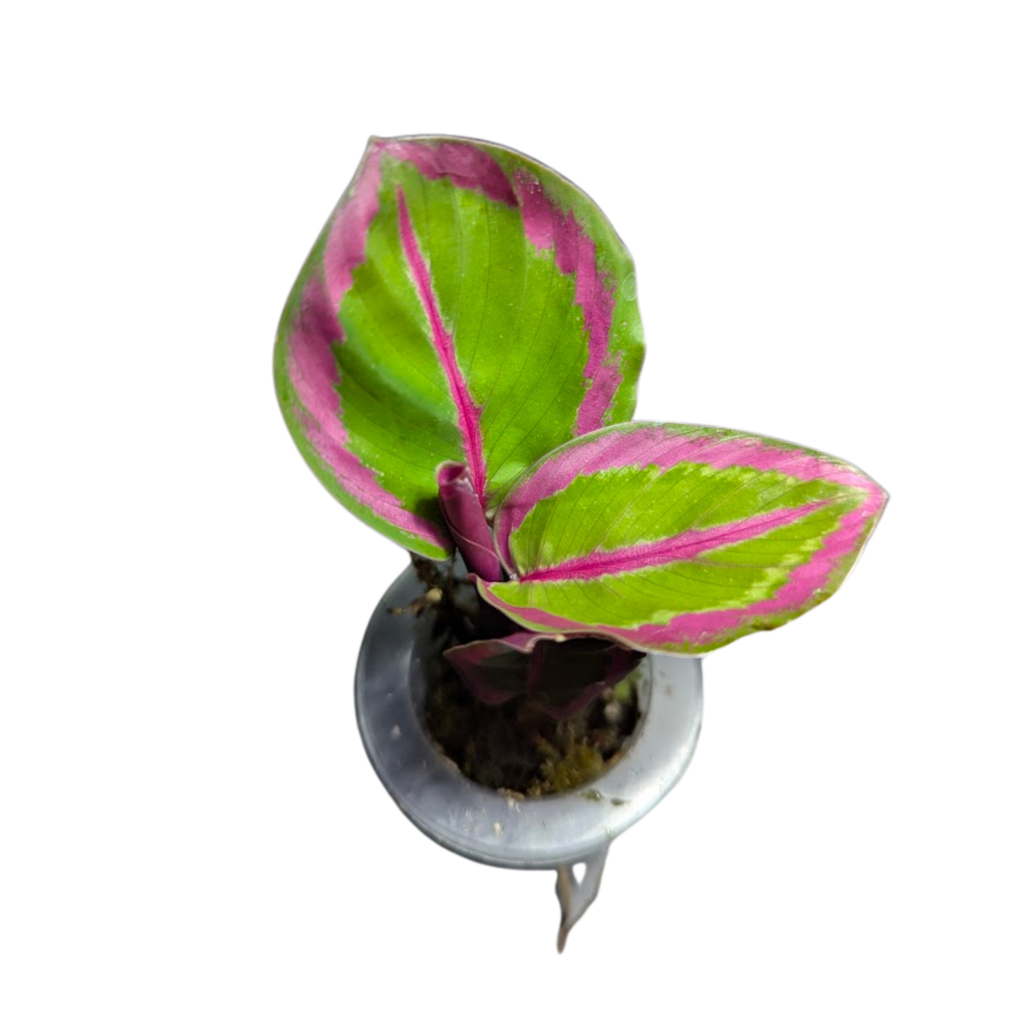Baby Calathea roseopicta Princess Jessie + selbstbewässernder Übertopf